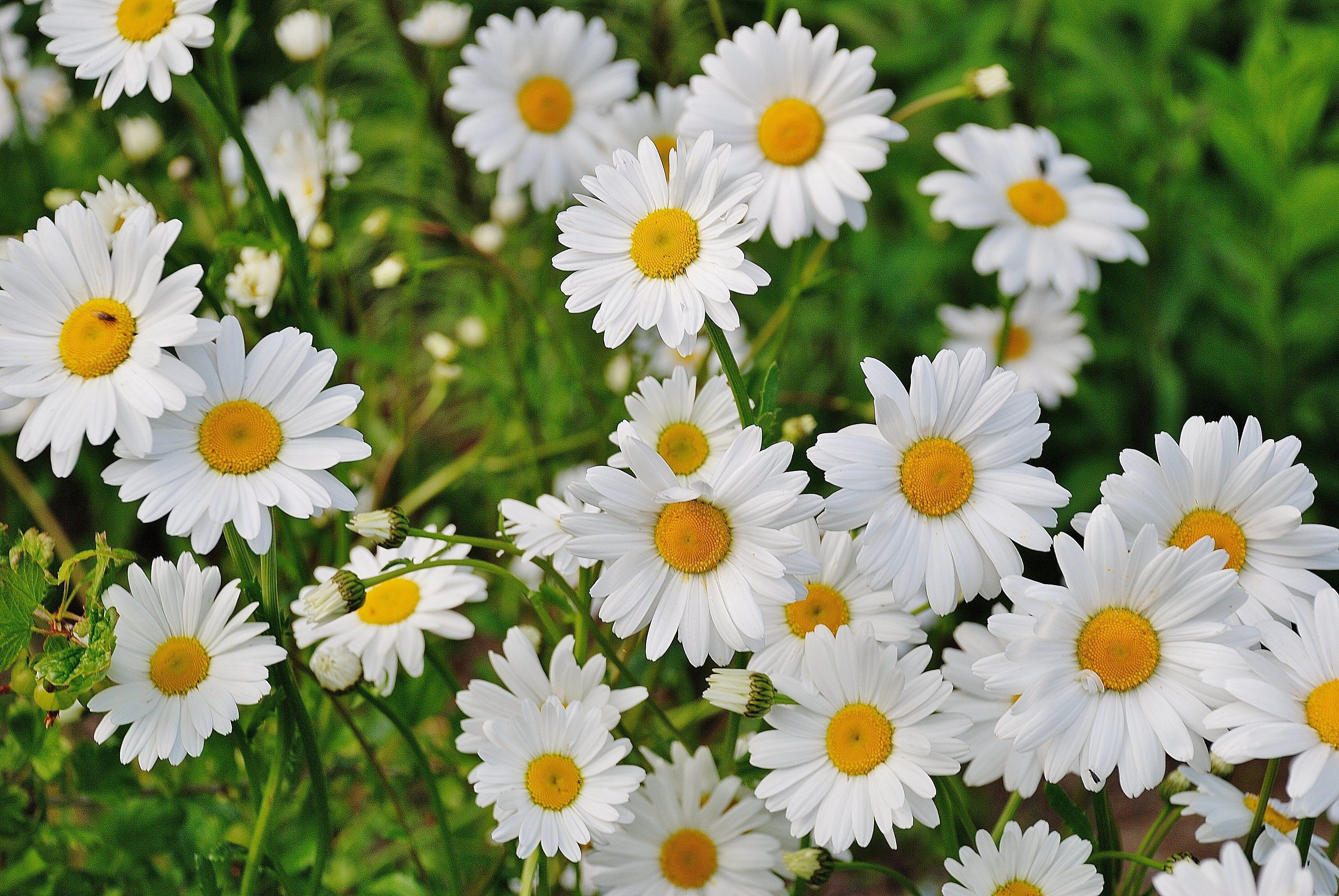flower, grass, earth, camomile, close up, daisy, nature, white flower, flowers