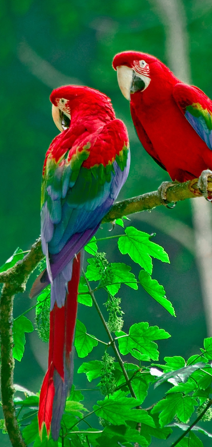 無料モバイル壁紙動物, 鳥, オウム, ブランチ, コンゴウインコ, 赤と緑のコンゴウインコをダウンロードします。