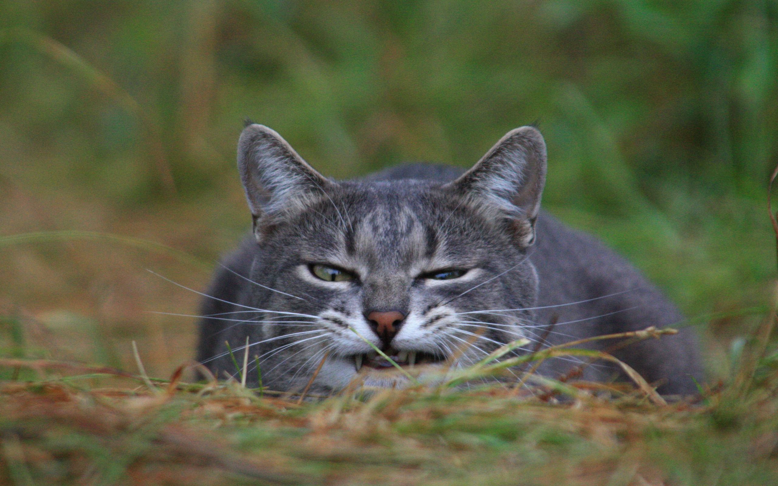 Descarga gratis la imagen Gato, Gatos, Animales en el escritorio de tu PC