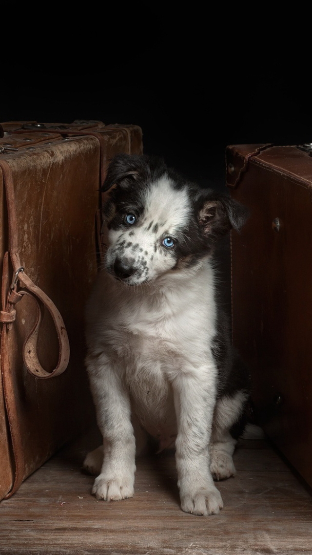 無料モバイル壁紙動物, 犬, 子犬, 可愛い, スーツケースをダウンロードします。