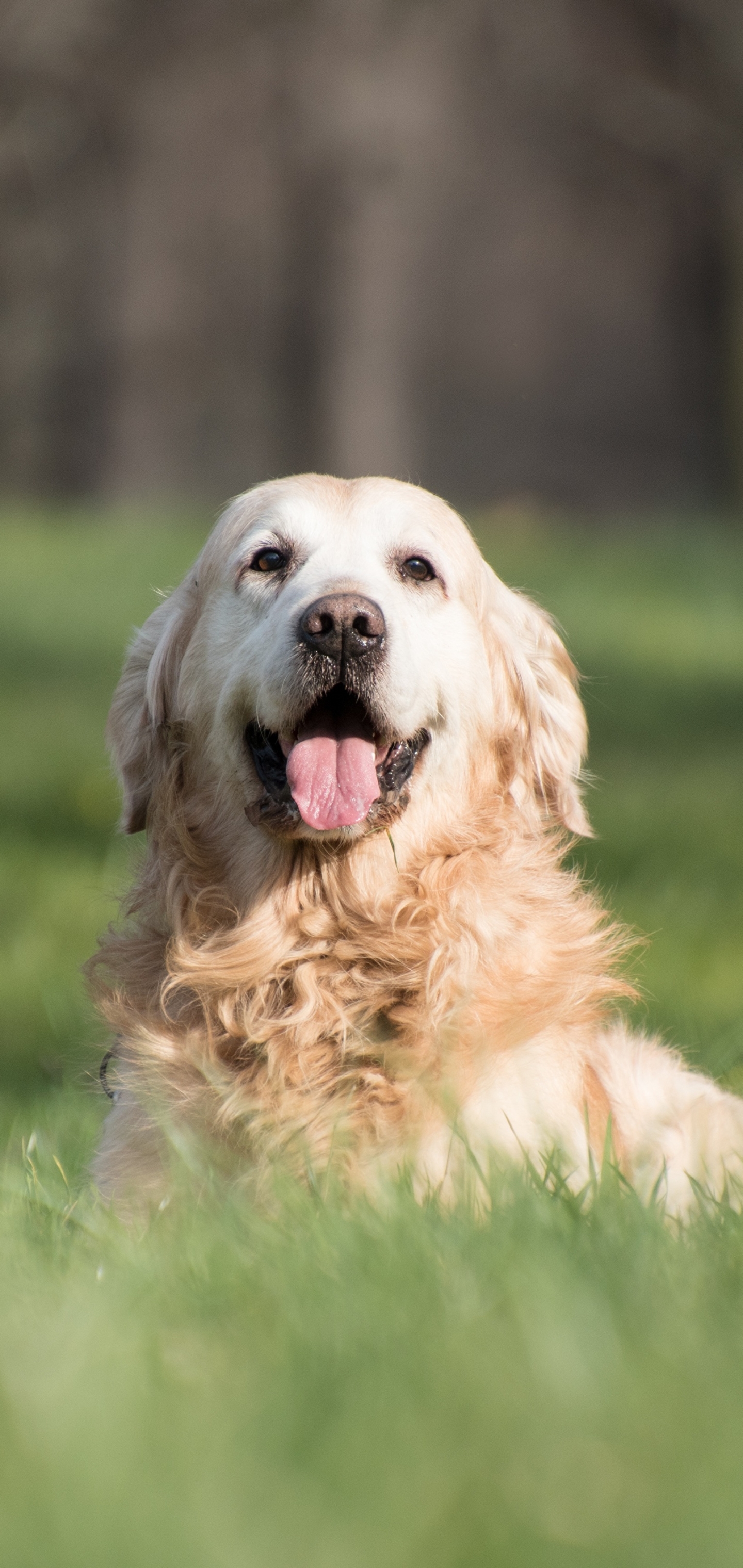 Free download wallpaper Dogs, Grass, Dog, Animal, Golden Retriever, Depth Of Field on your PC desktop