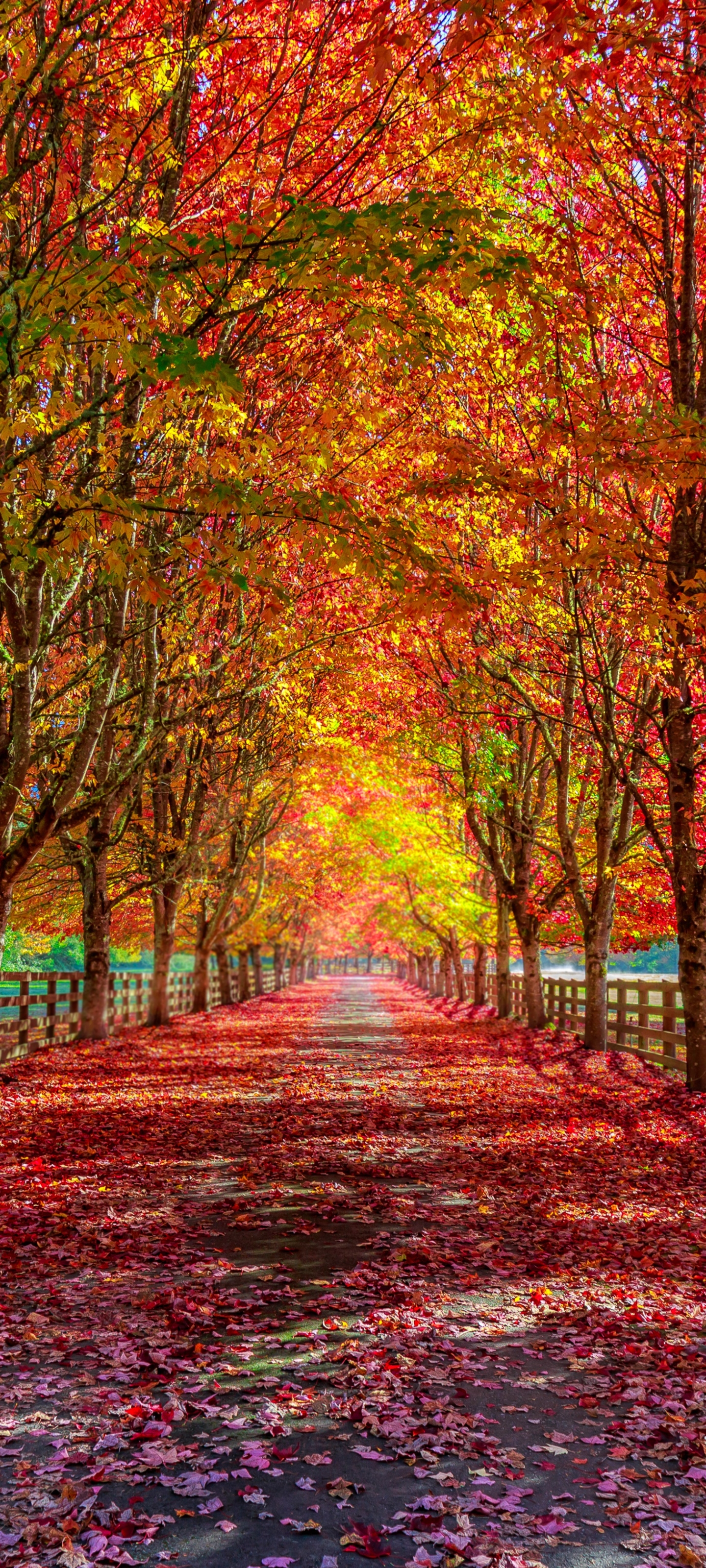 Download mobile wallpaper Fall, Path, Photography for free.