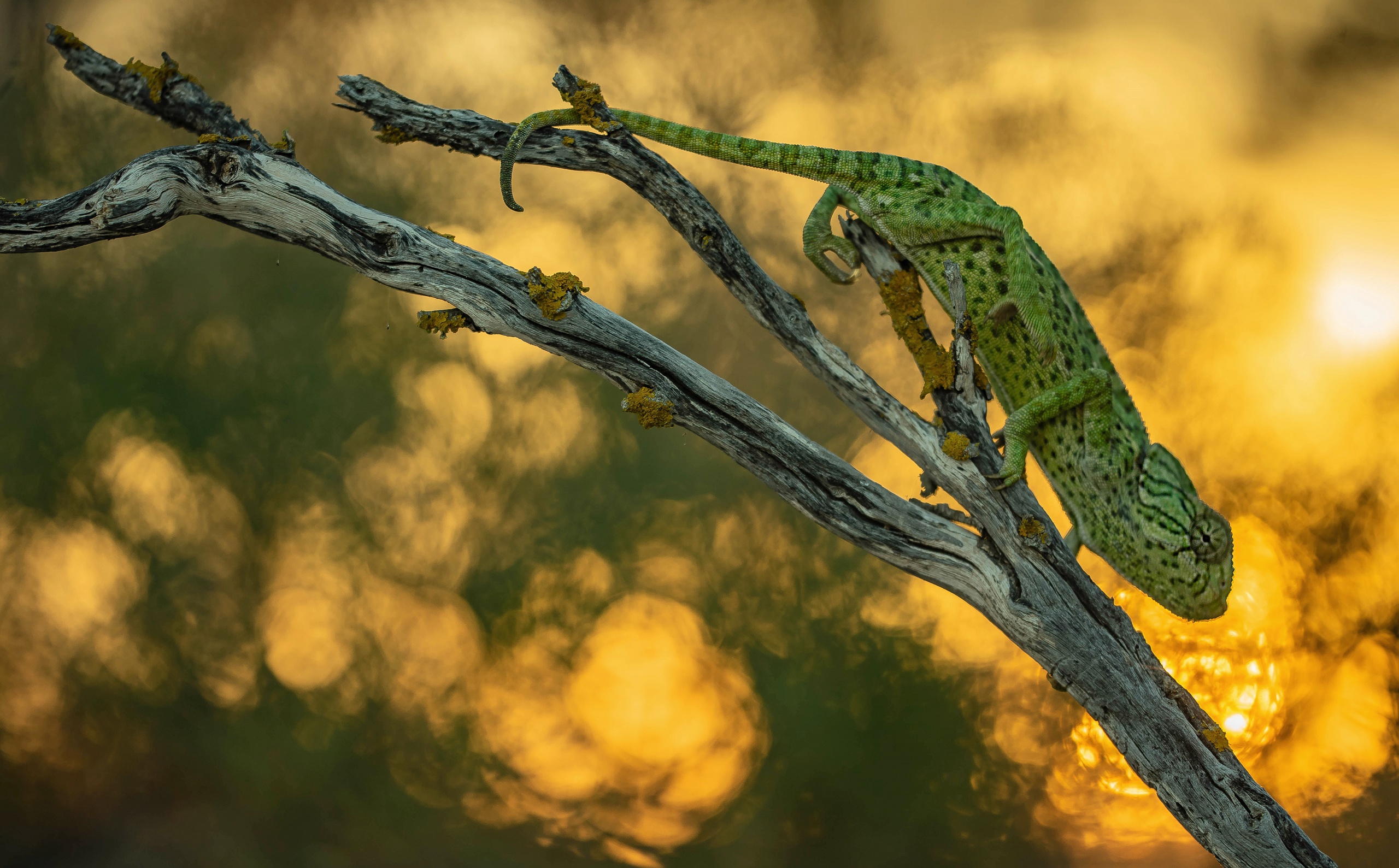 Descarga gratis la imagen Animales, Lagarto, Reptil, Camaleón, Reptiles en el escritorio de tu PC