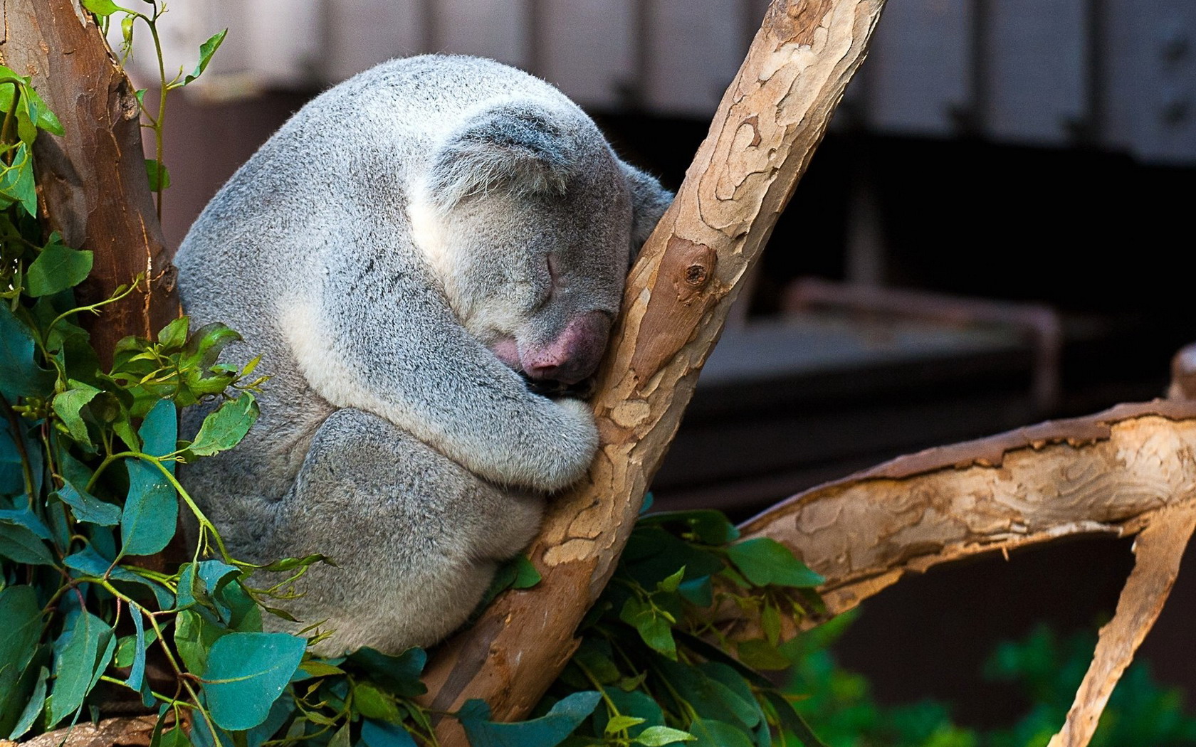 Téléchargez des papiers peints mobile Animaux, Koala gratuitement.