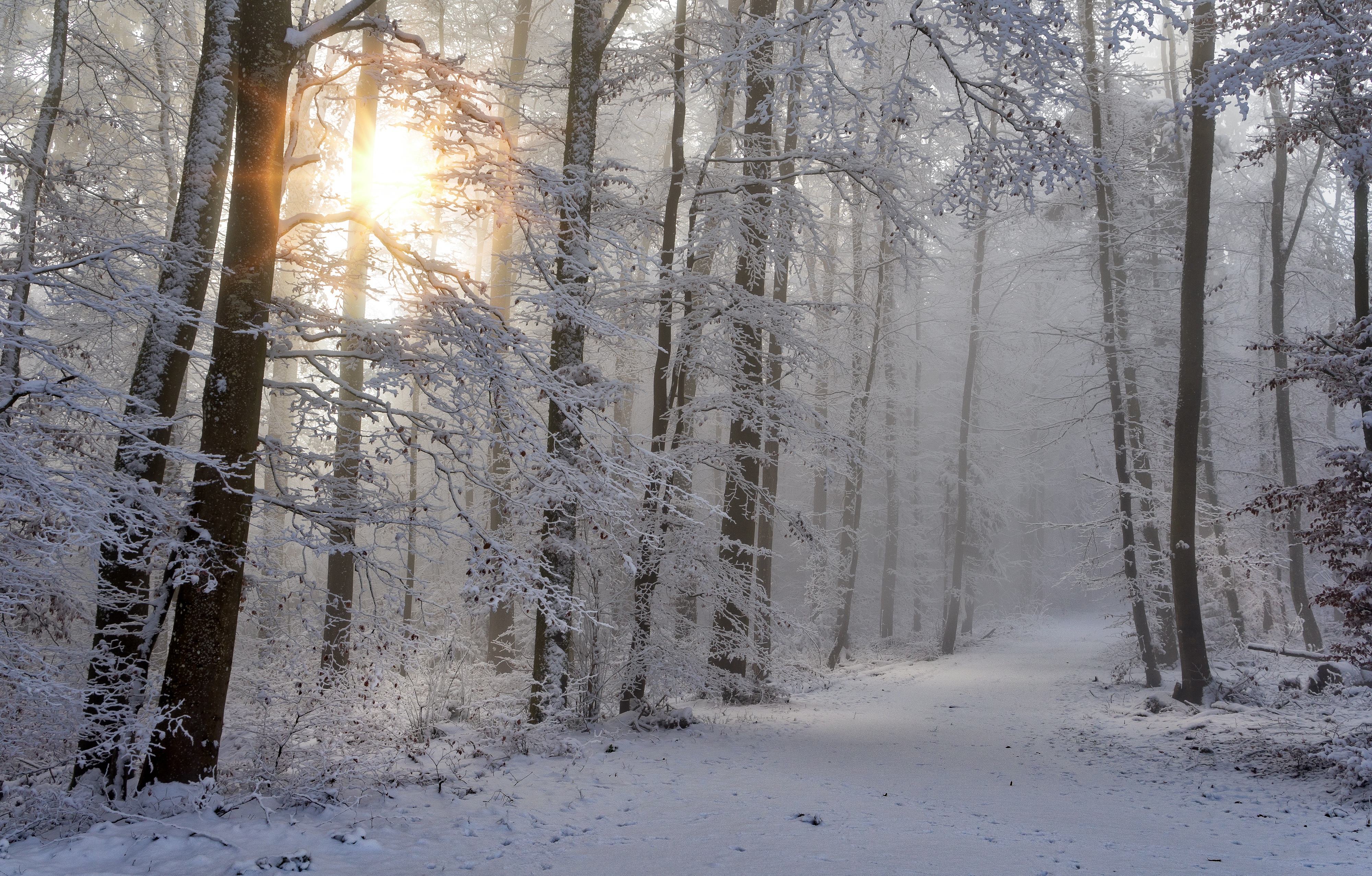 Скачать картинку Зима, Лес, Мороз, Дорожка, Фотографии, Солнечный Лучик в телефон бесплатно.