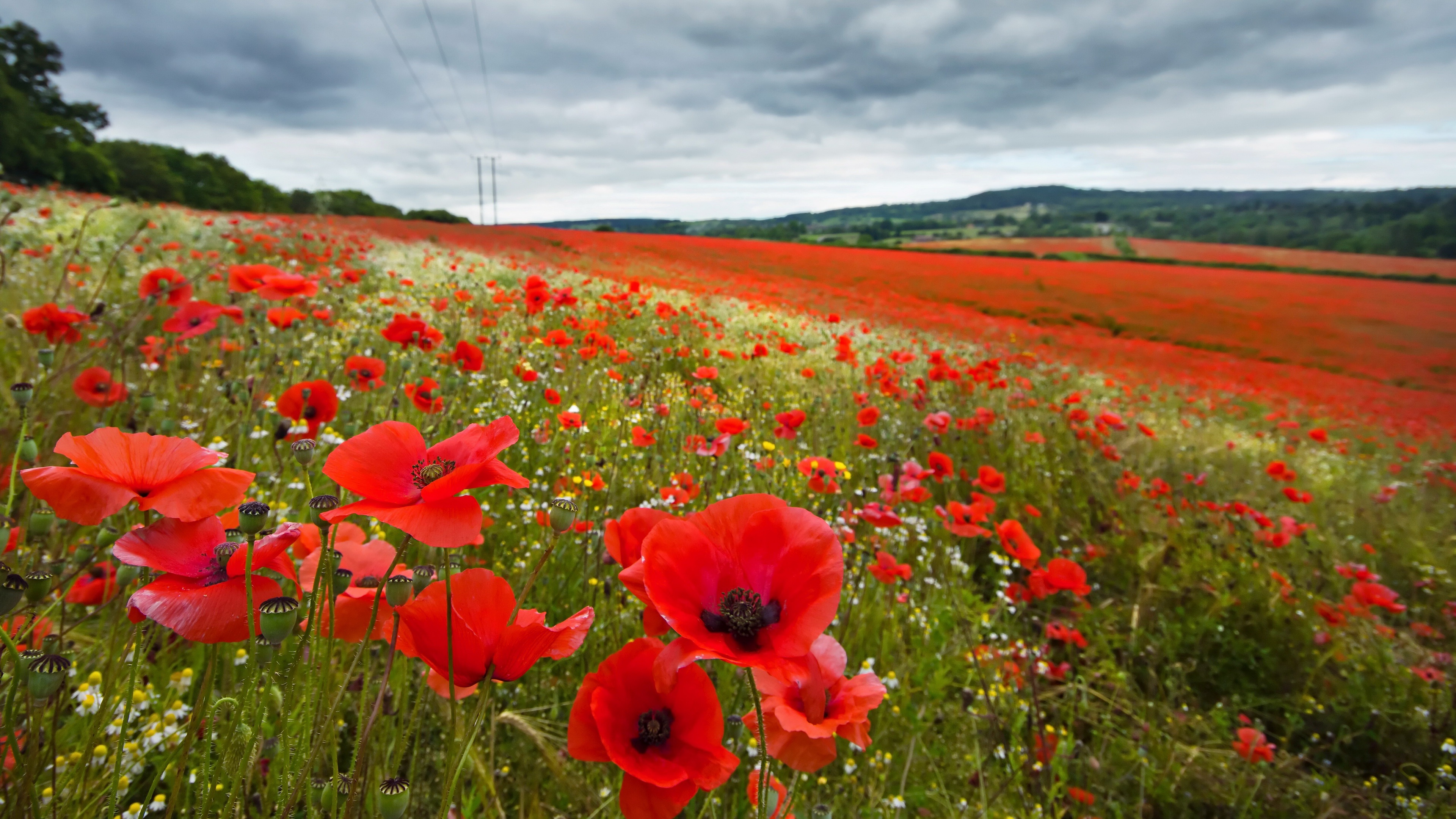 Download mobile wallpaper Flowers, Summer, Earth, Field, Poppy for free.