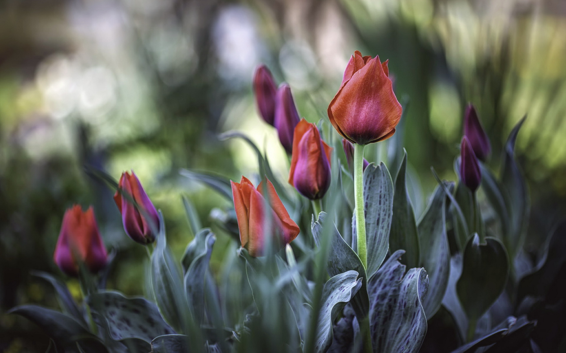 Baixe gratuitamente a imagem Natureza, Flores, Flor, Bokeh, Tulipa, Terra/natureza, Flor De Laranjeira na área de trabalho do seu PC