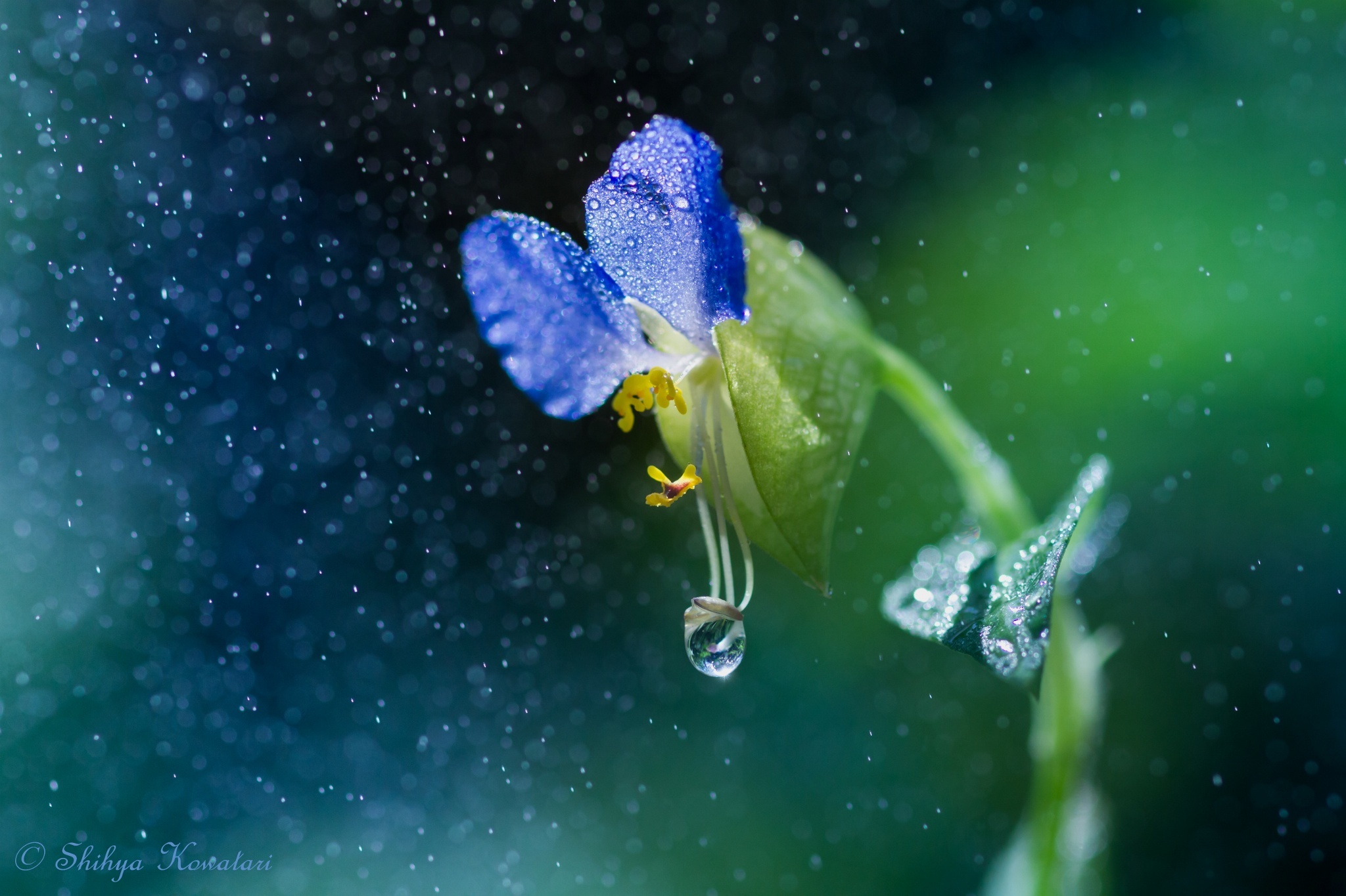 Free download wallpaper Flower, Macro, Fall, Earth, Water Drop on your PC desktop