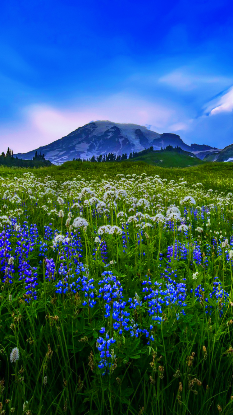 Download mobile wallpaper Landscape, Mountain, Flower, Earth, Field for free.