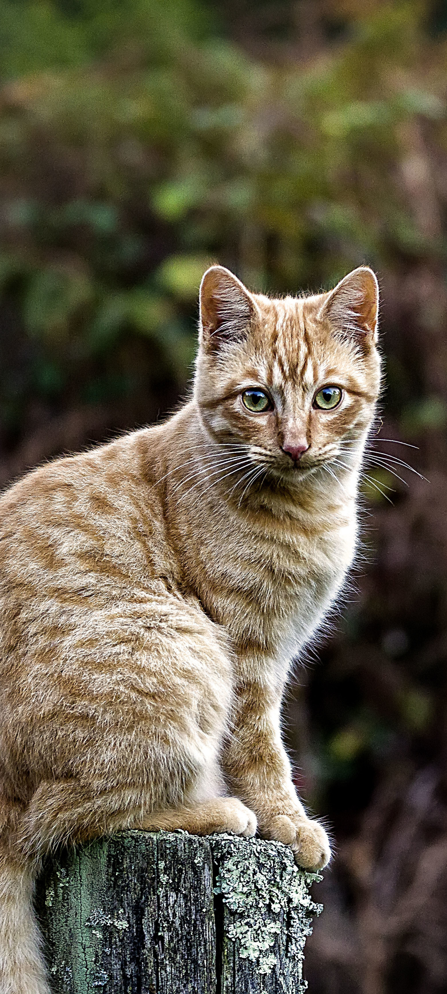 Handy-Wallpaper Tiere, Katzen, Katze, Starren kostenlos herunterladen.