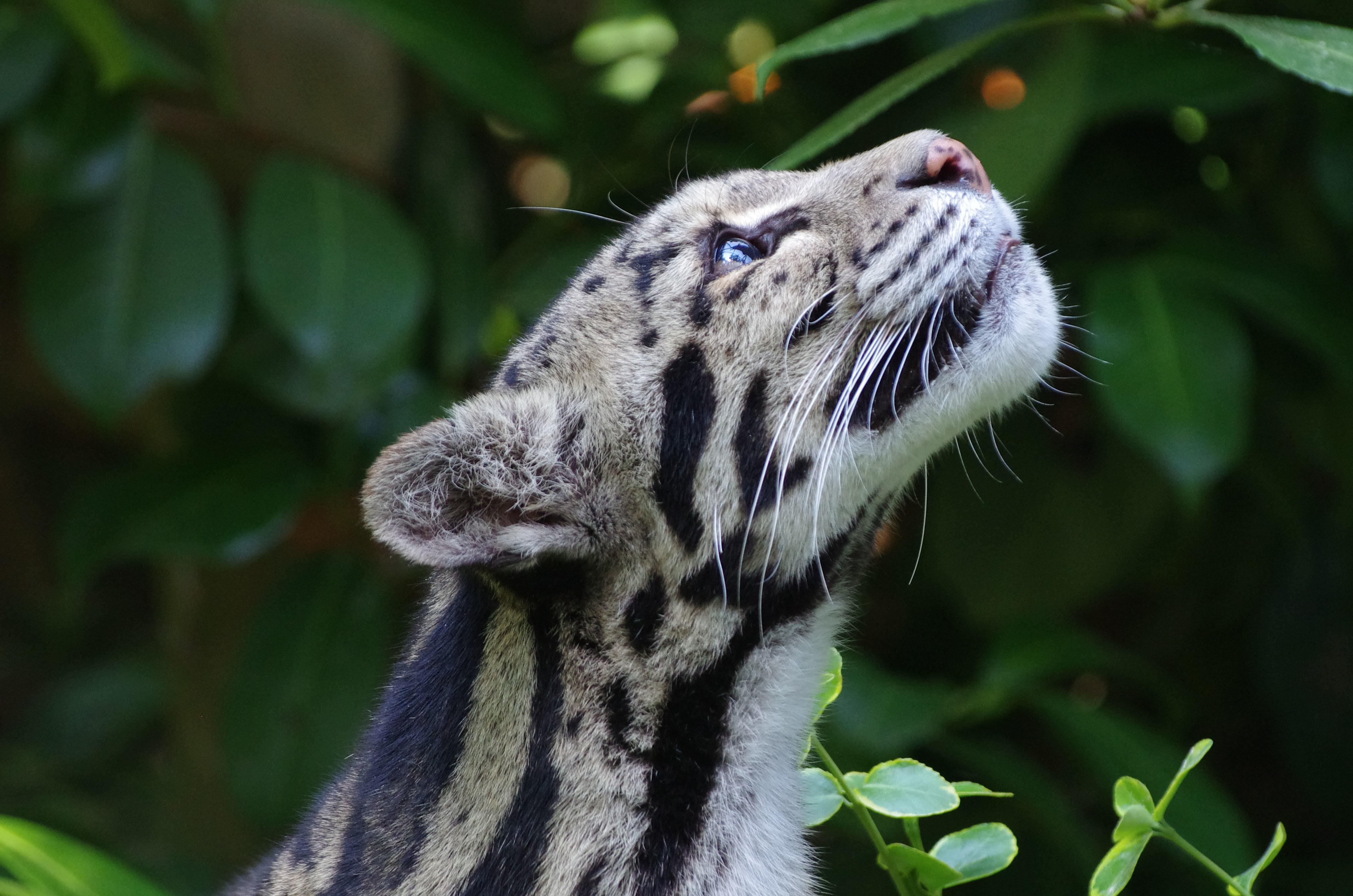138159 скачать картинку дымчатый леопард, морда, животные, пятнистый, дикая кошка - обои и заставки бесплатно