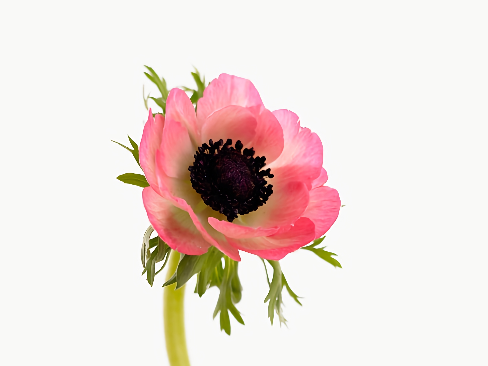 Free download wallpaper Flowers, Flower, Close Up, Earth, Anemone, Pink Flower on your PC desktop