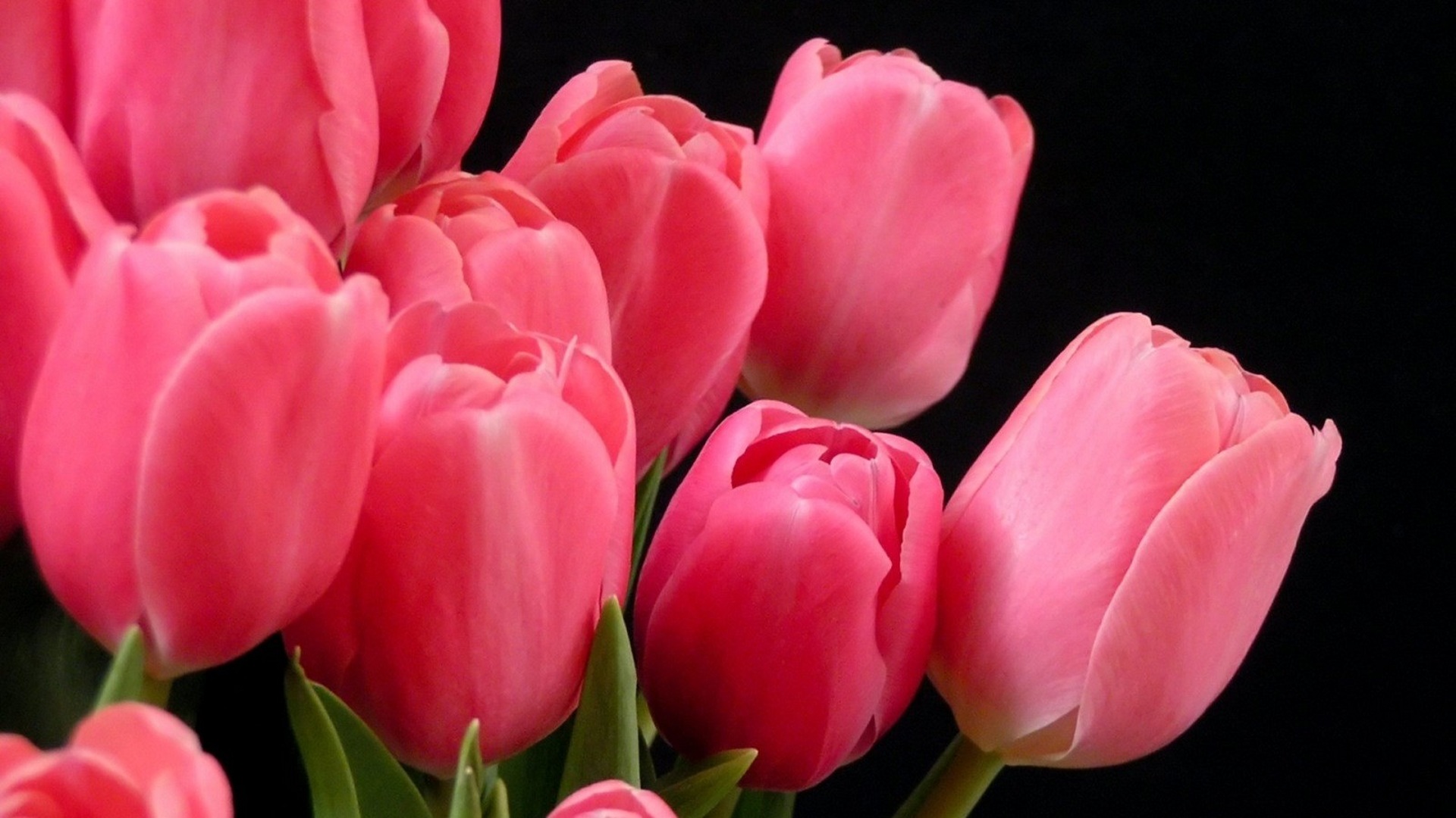 Descarga gratuita de fondo de pantalla para móvil de Flores, Flor Rosa, De Cerca, Tulipán, Tierra/naturaleza.
