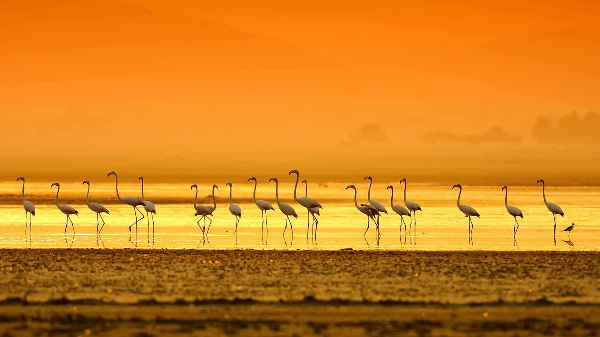 Download mobile wallpaper Birds, Sunset, Flamingo, Horizon, Bird, Animal, Orange (Color) for free.