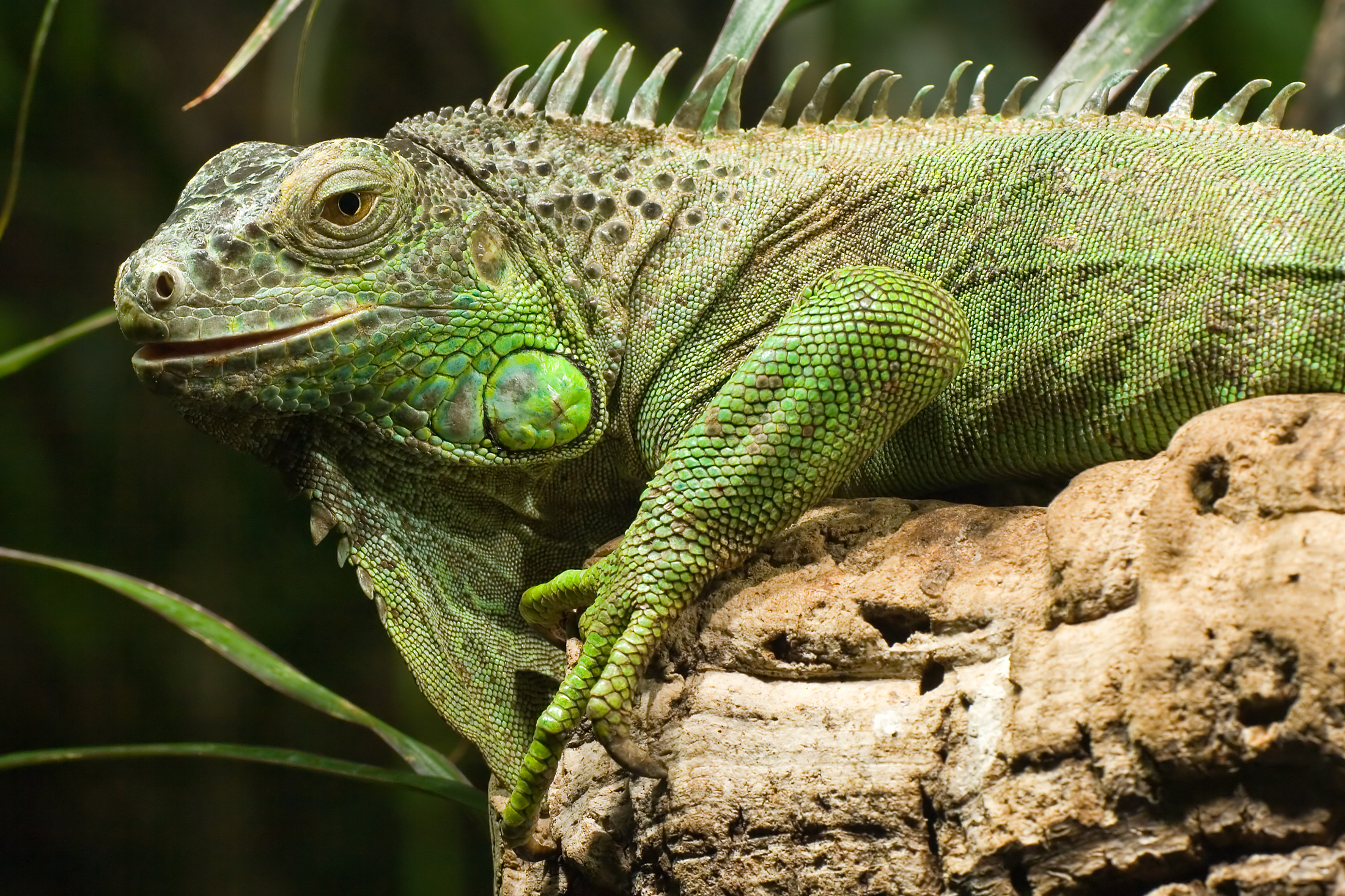 738173 descargar imagen animales, iguana verde, iguana, lagarto: fondos de pantalla y protectores de pantalla gratis