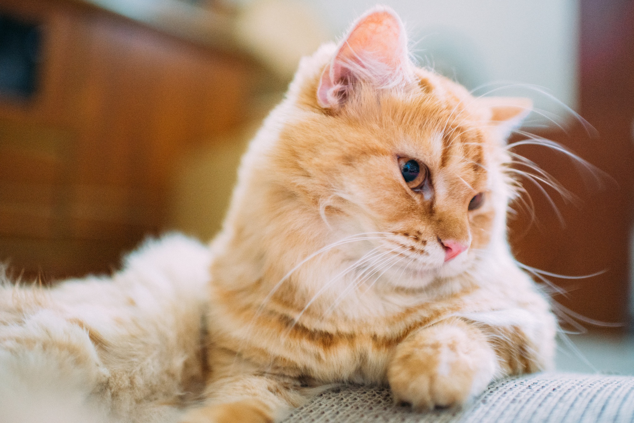 Baixe gratuitamente a imagem Animais, Gatos, Gato na área de trabalho do seu PC