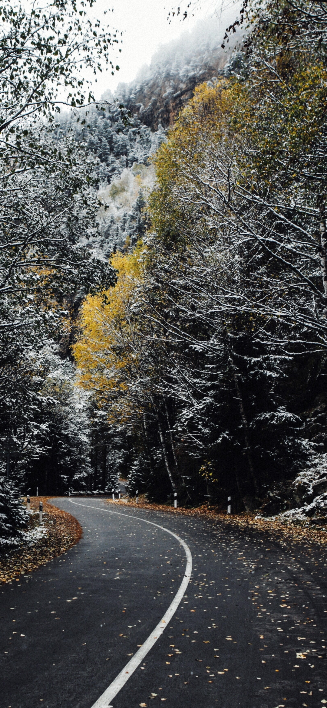 Handy-Wallpaper Natur, Straße, Wald, Baum, Menschengemacht kostenlos herunterladen.