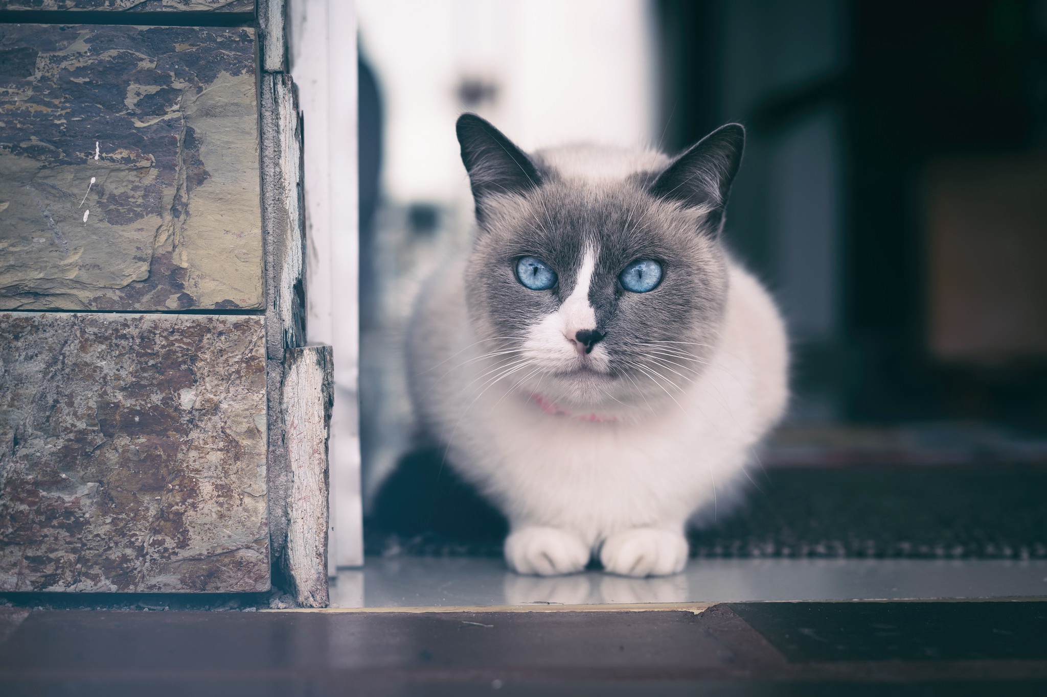 PCデスクトップに動物, ネコ, 猫画像を無料でダウンロード