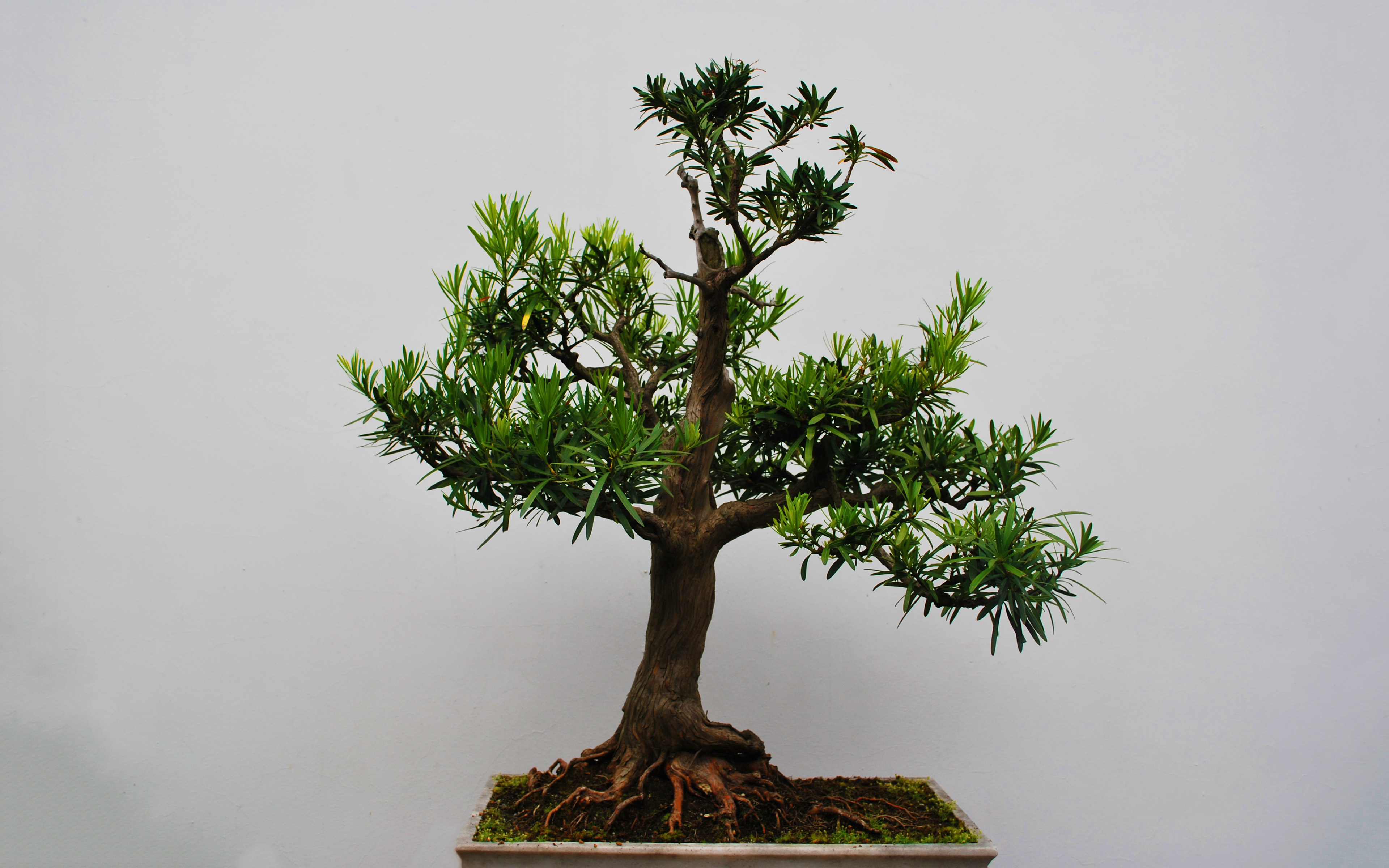 earth, bonsai