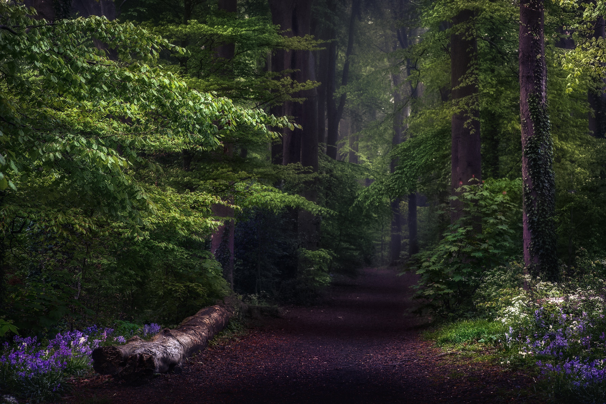 Download mobile wallpaper Nature, Forest, Earth, Path, Greenery for free.