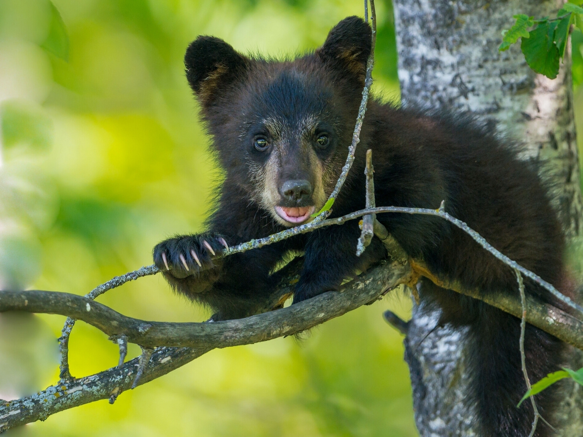 animals, sit, young, branches, bear, joey
