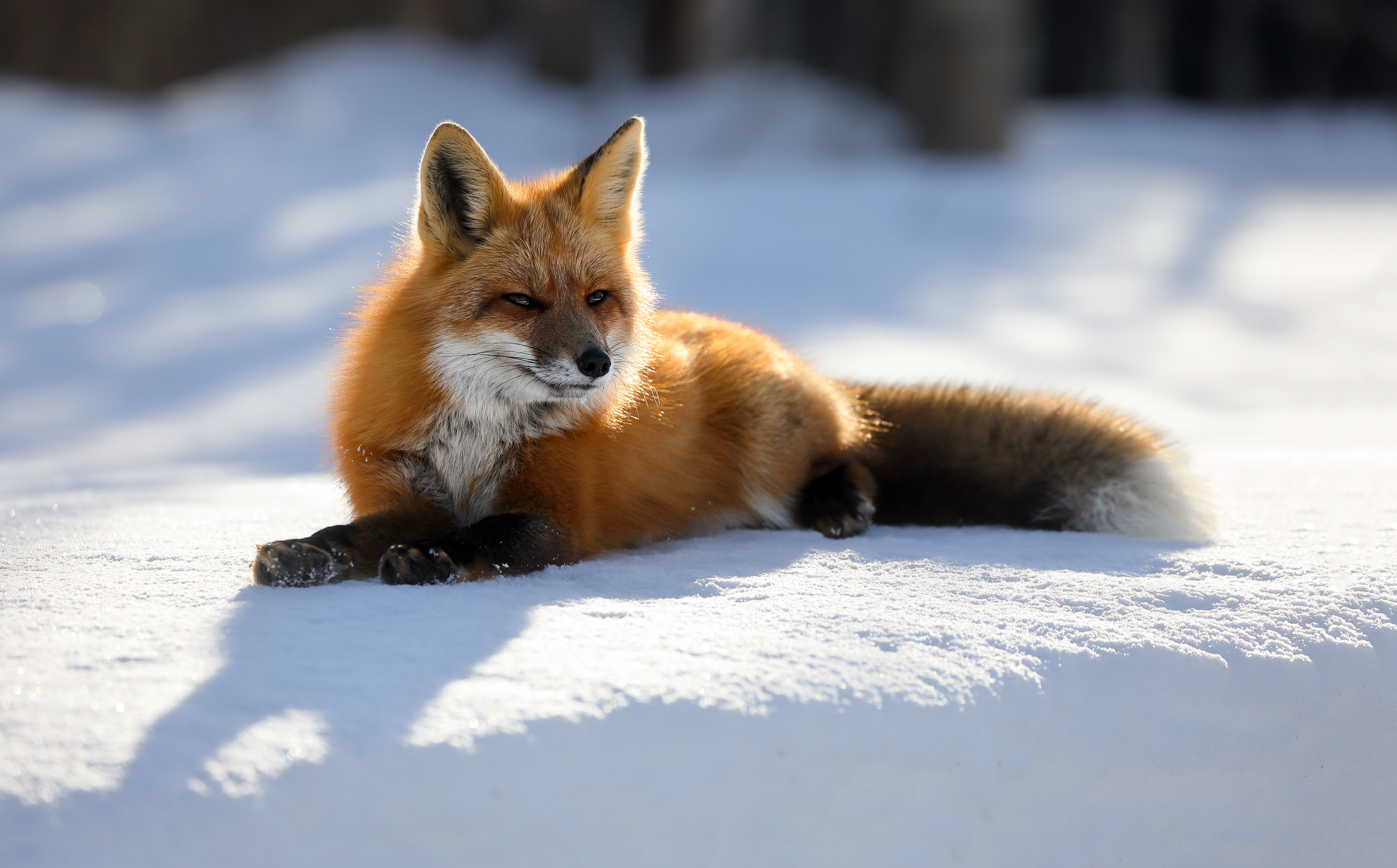PCデスクトップに動物, 雪, 狐画像を無料でダウンロード