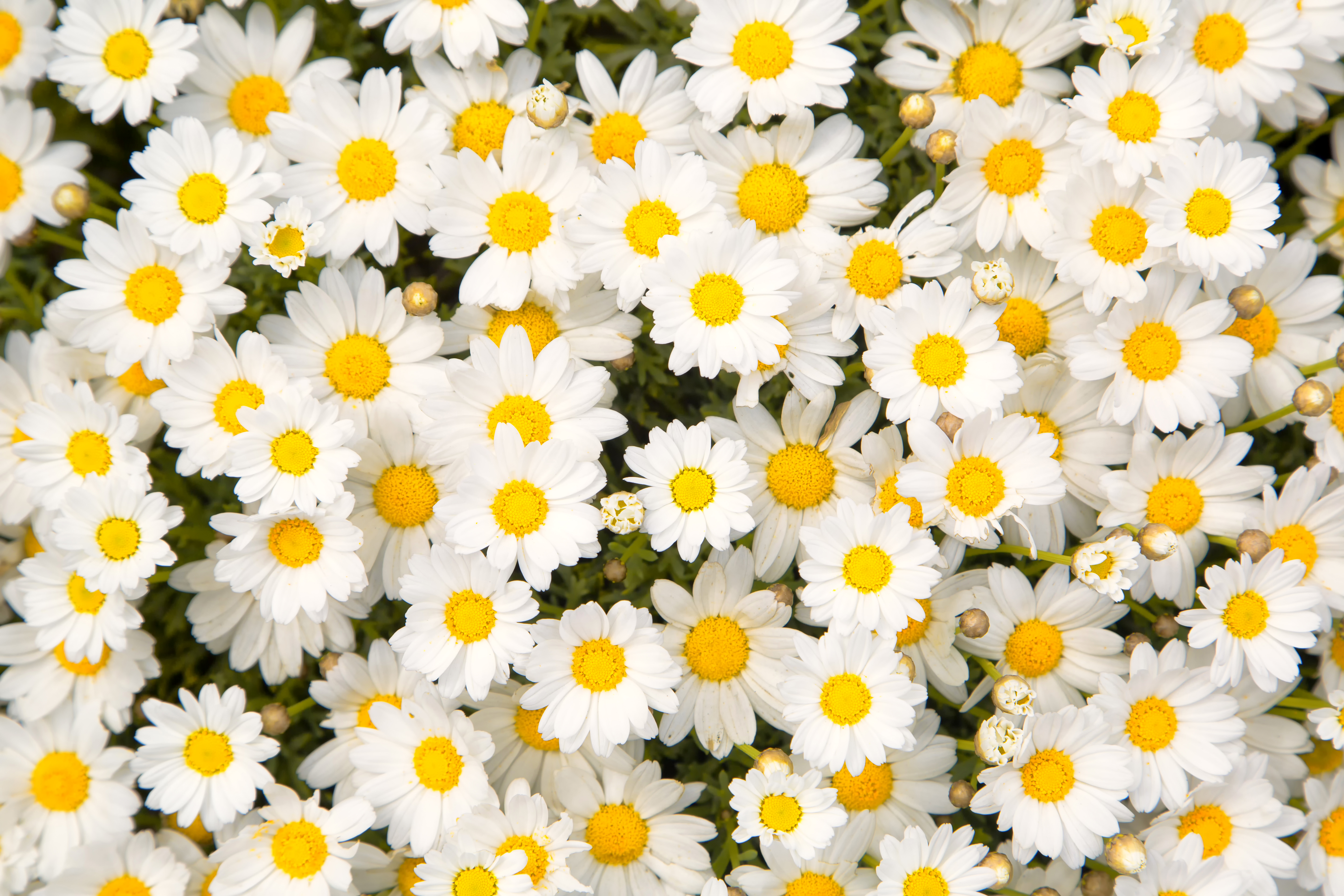 earth, camomile, close up, daisy, white flower, flowers