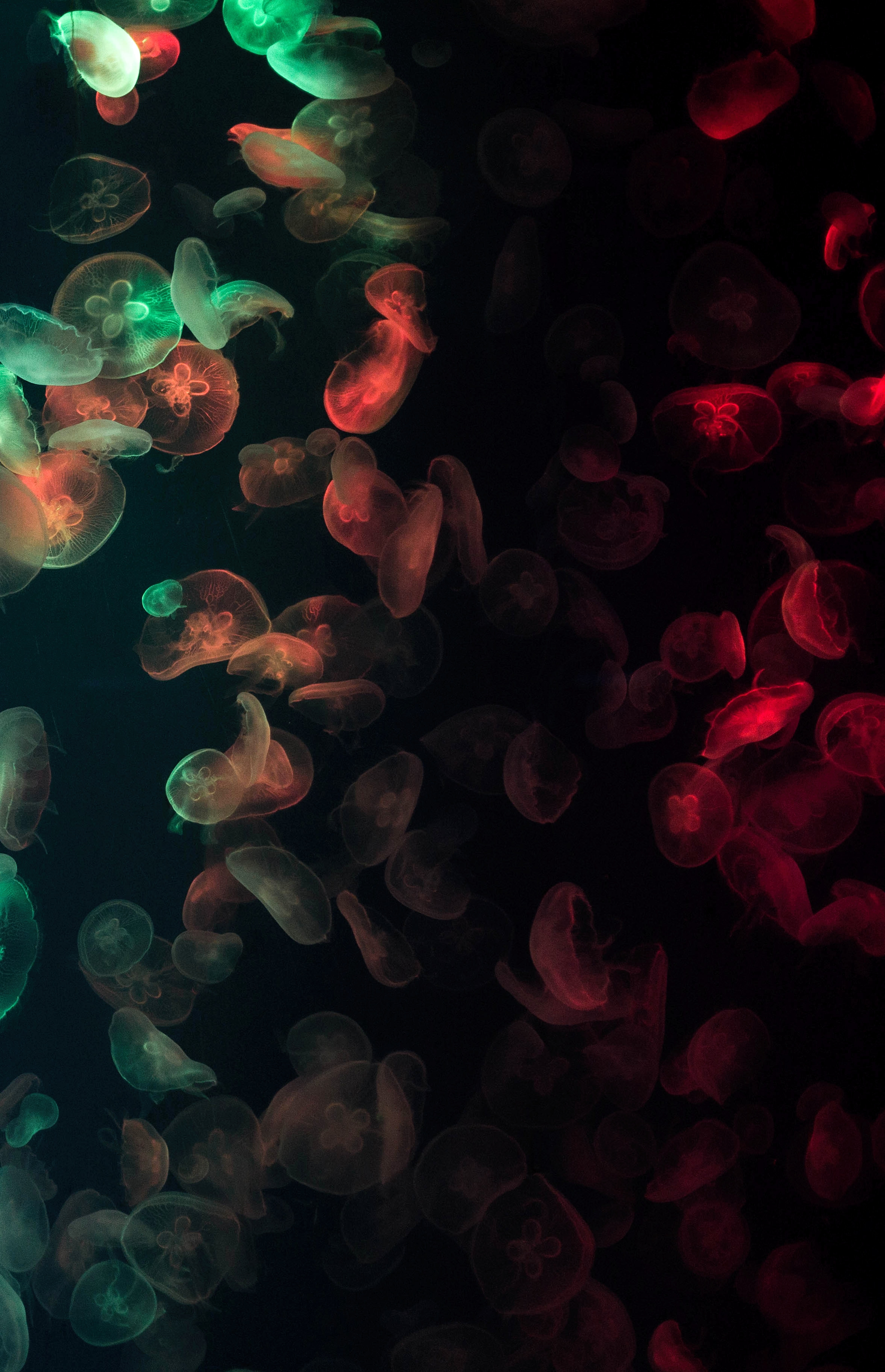136967 скачать картинку медузы, свечение, темные, разноцветный, темный, подводный - обои и заставки бесплатно