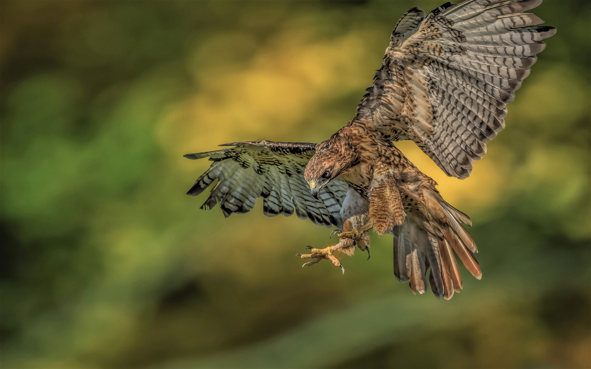 Free download wallpaper Birds, Bird, Animal, Red Tailed Hawk, Flying on your PC desktop