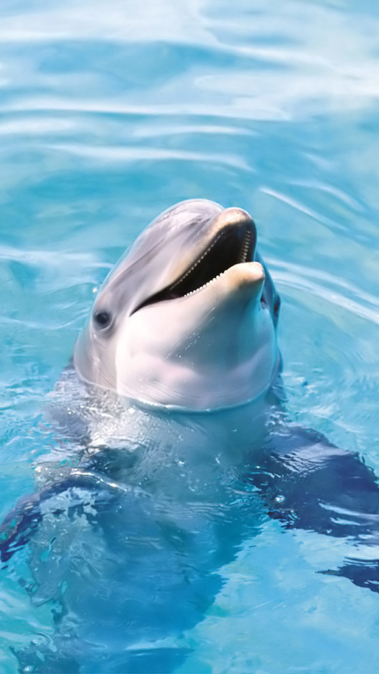 Download mobile wallpaper Animal, Dolphin for free.