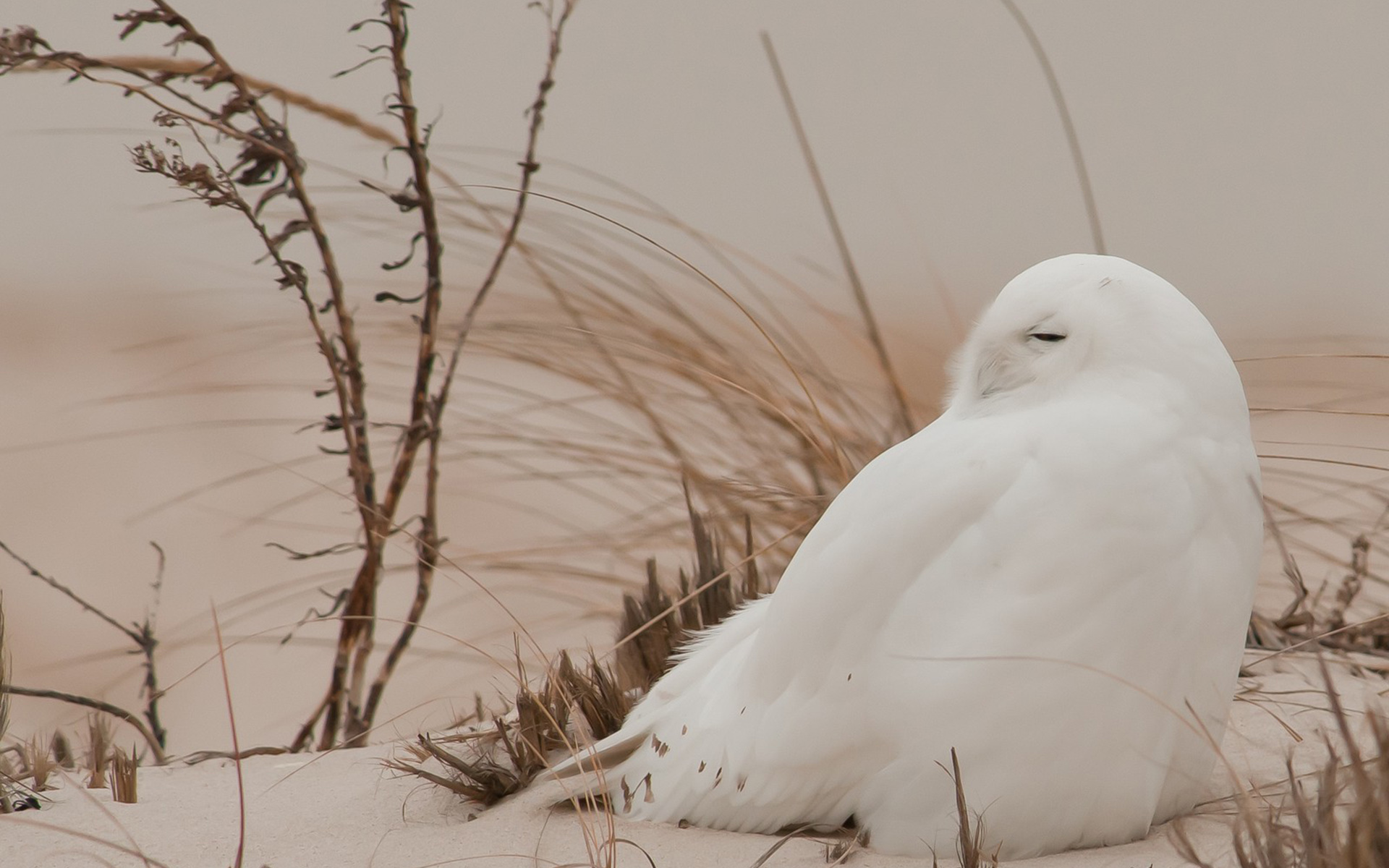 Download mobile wallpaper Snowy Owl, Snow, Bird, Birds, Animal for free.