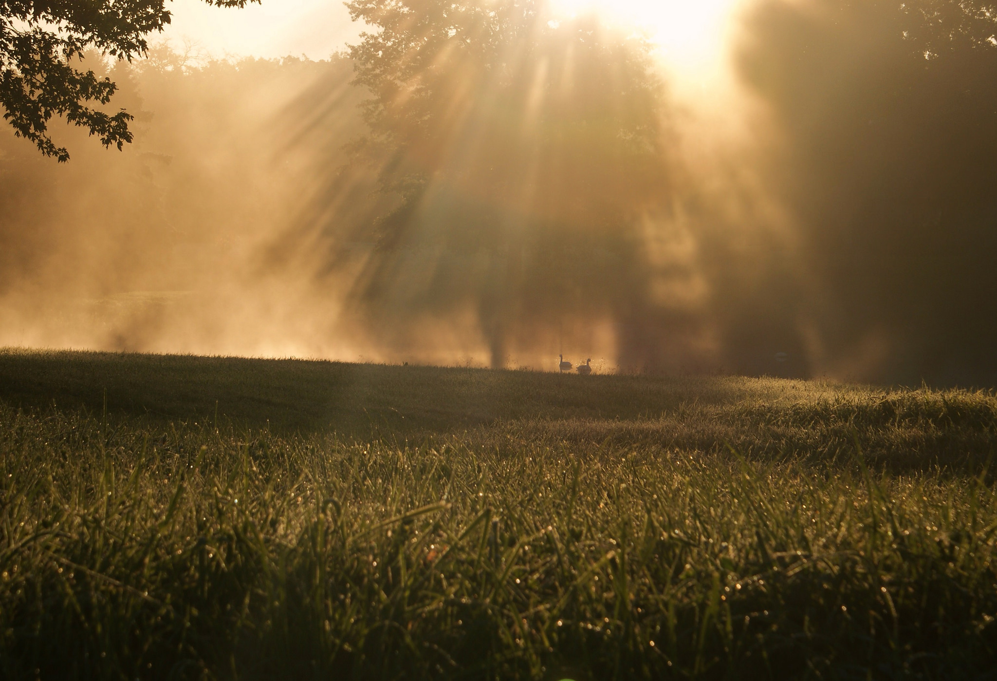 Laden Sie das Natur, Nebel, Gras, Sonnenstrahl, Erde/natur-Bild kostenlos auf Ihren PC-Desktop herunter