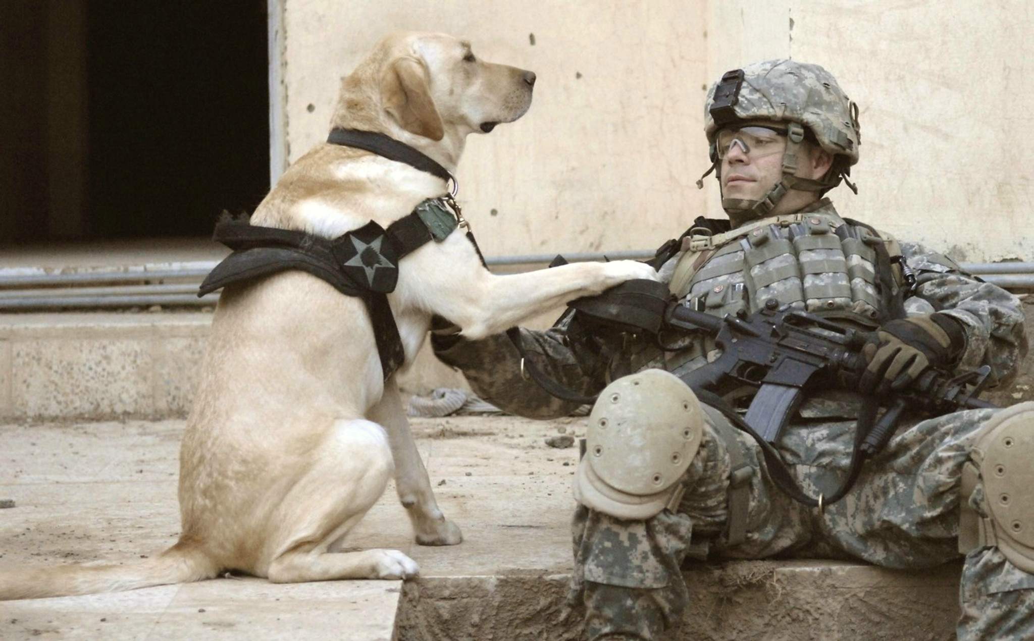 Descarga gratuita de fondo de pantalla para móvil de Perro, Militar, Soldado.