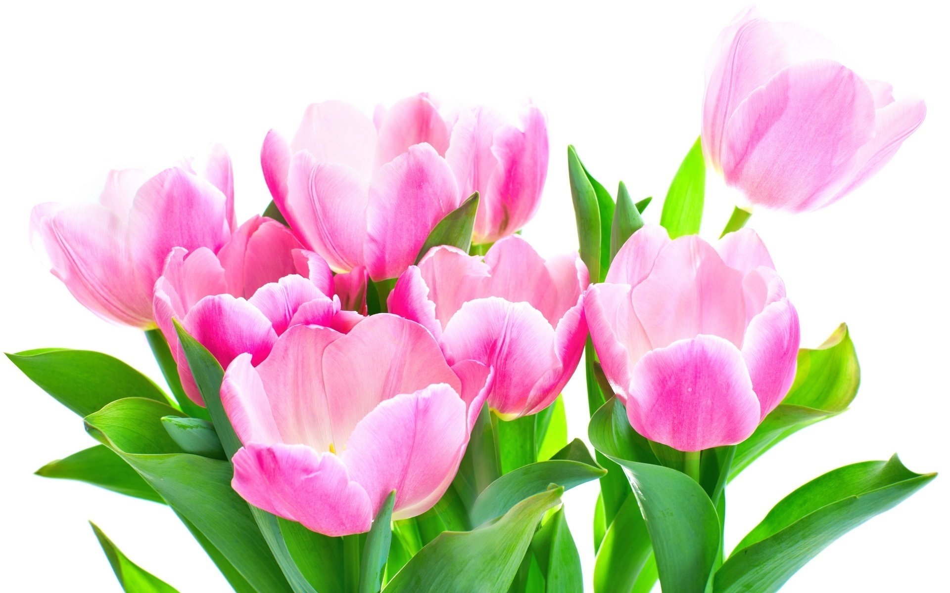 Téléchargez gratuitement l'image Fleurs, Plantes, Tulipes sur le bureau de votre PC
