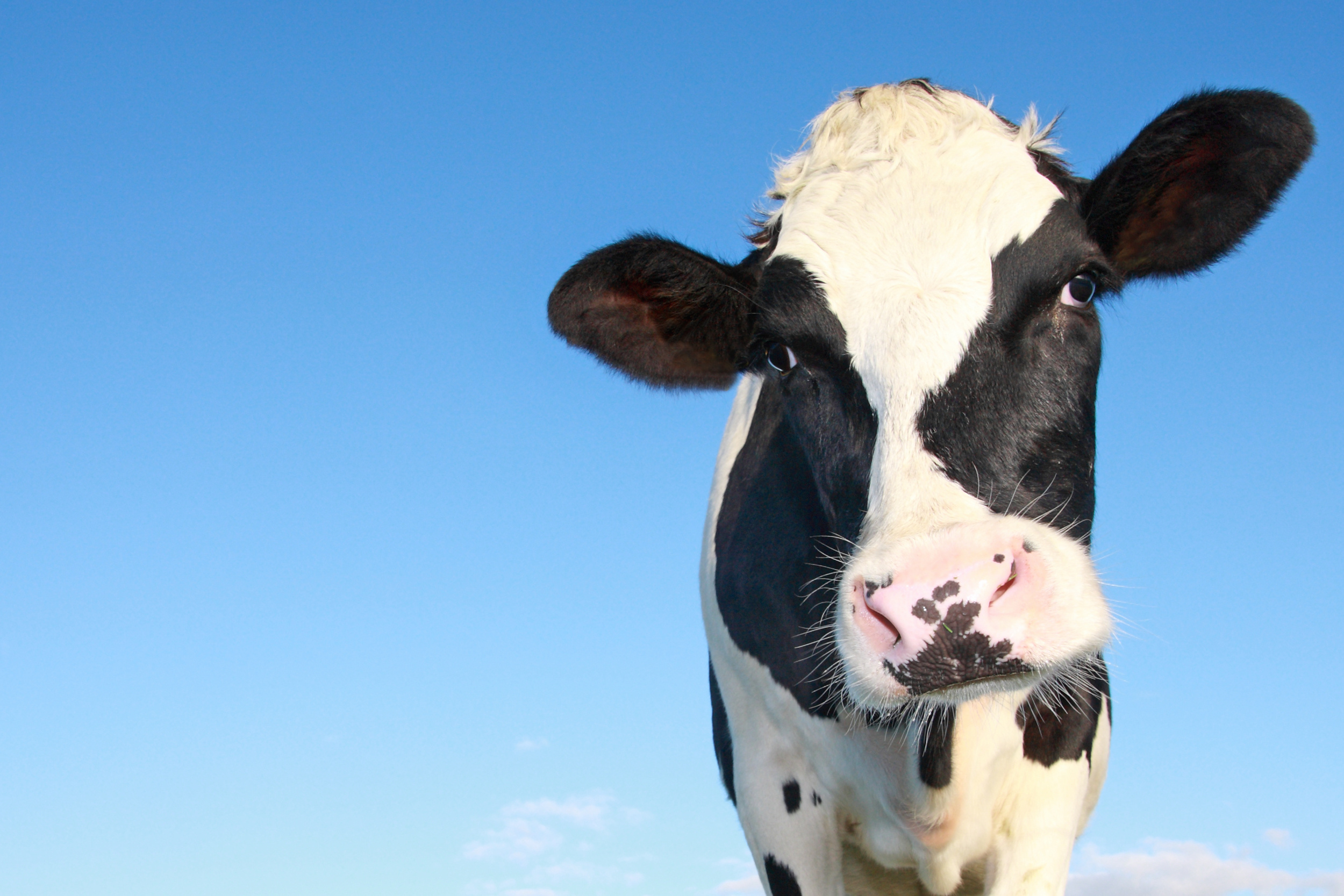 810119壁紙のダウンロード動物, 牛, 閉じる, 乳牛, 見詰める-スクリーンセーバーと写真を無料で