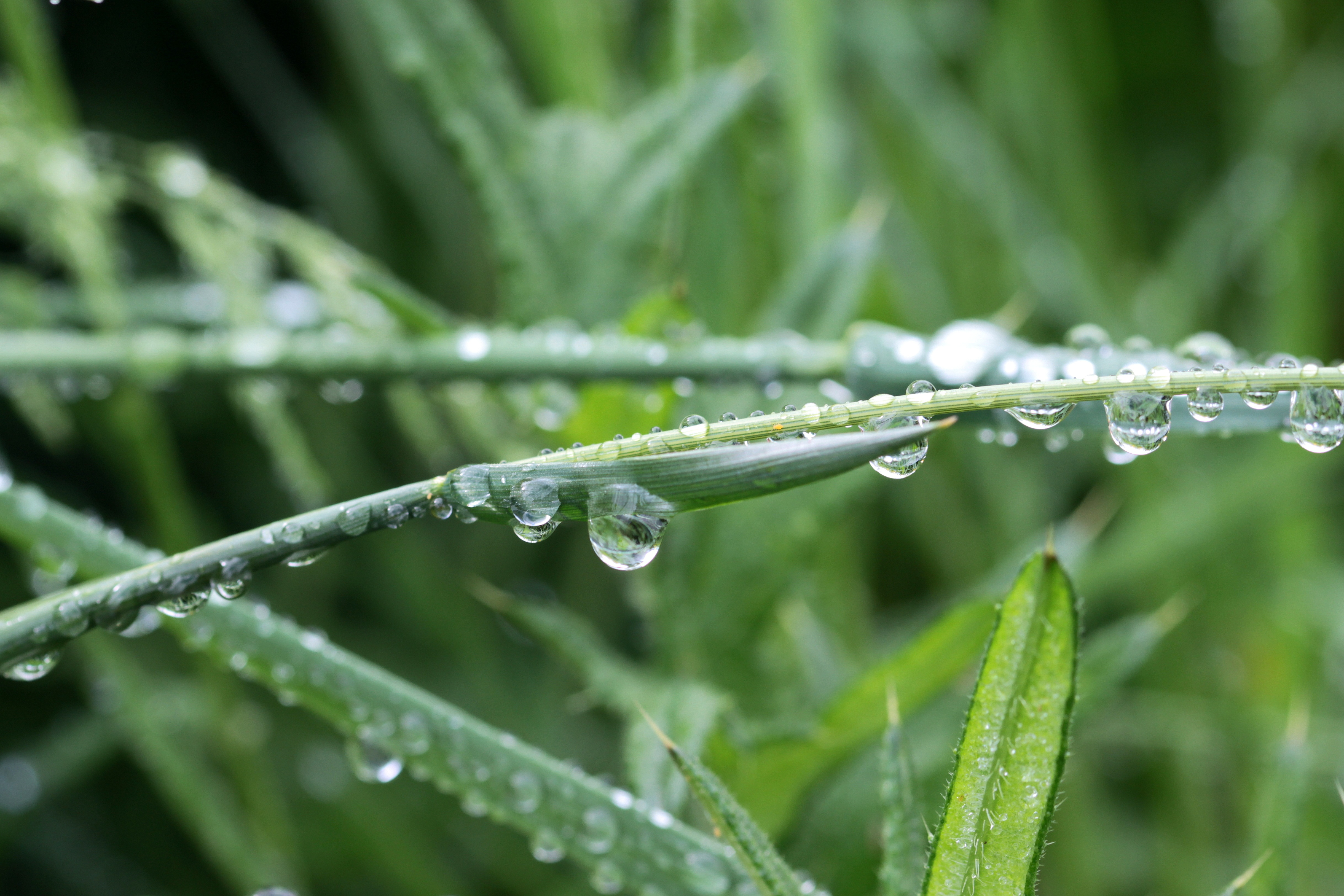 Download mobile wallpaper Nature, Grass, Macro, Blur, Earth, Water Drop for free.
