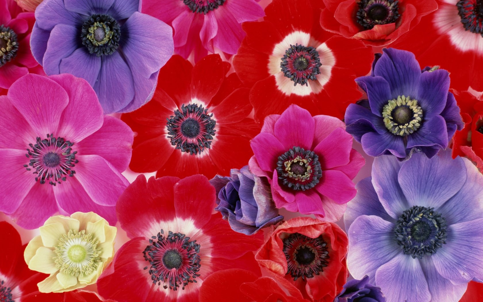 PCデスクトップにフラワーズ, 花, 閉じる, 地球, 色, カラフル, アネモネ, 赤い花, ピンクの花, 紫色の花画像を無料でダウンロード