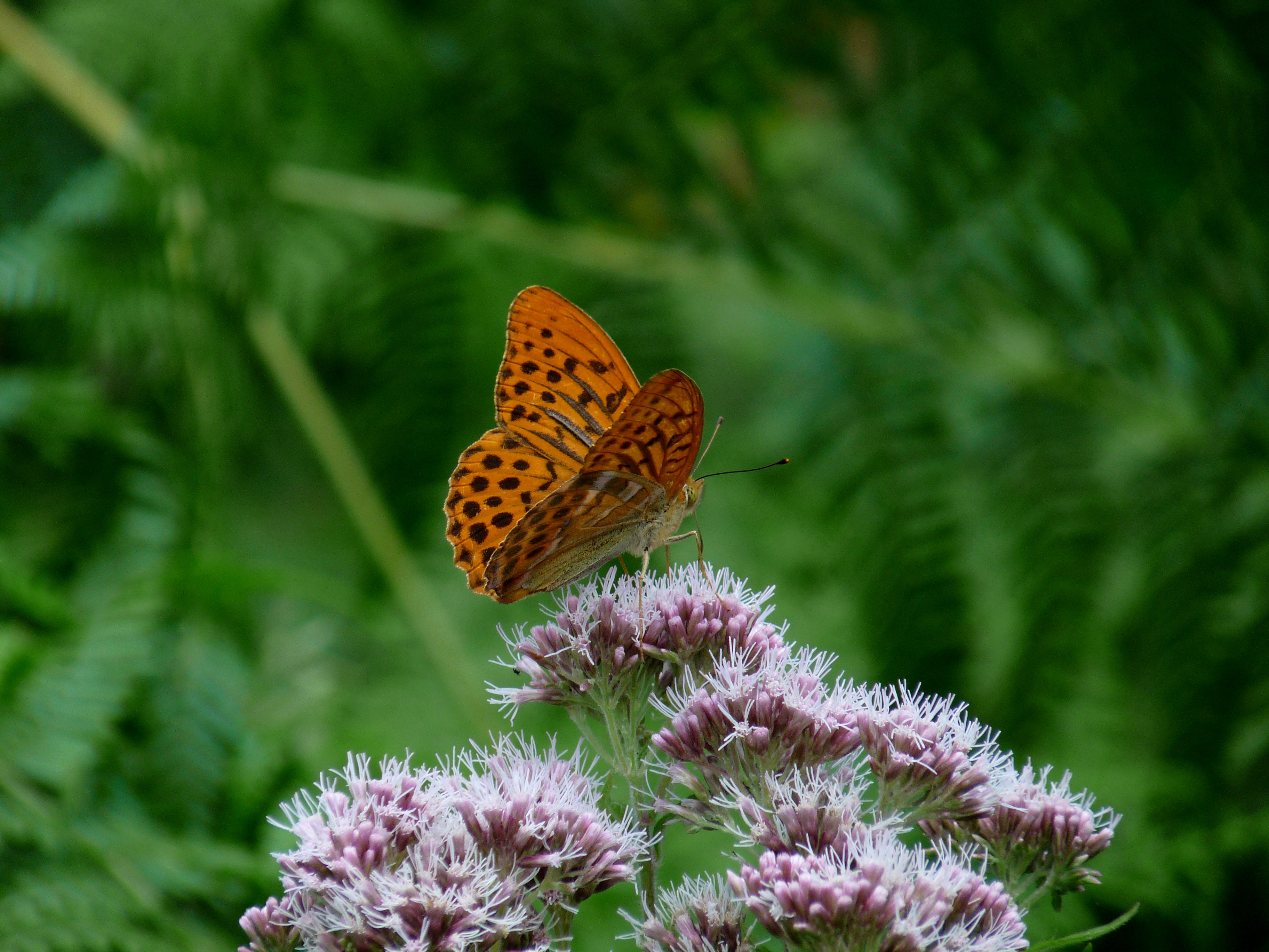 Download mobile wallpaper Flower, Blur, Insect, Butterfly, Animal for free.