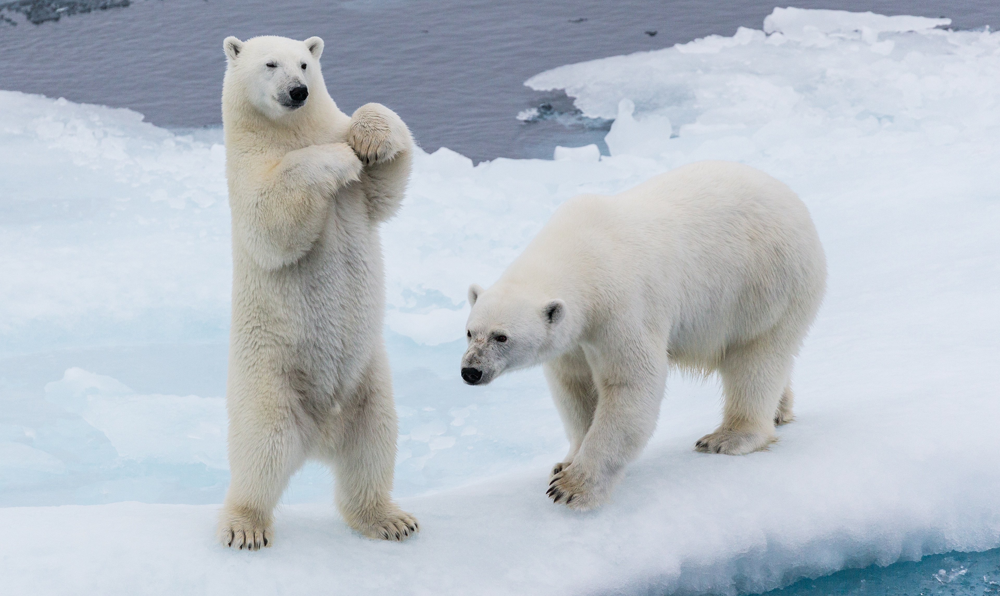Baixar papel de parede para celular de Animais, Inverno, Urso, Urso Polar, Ursos gratuito.