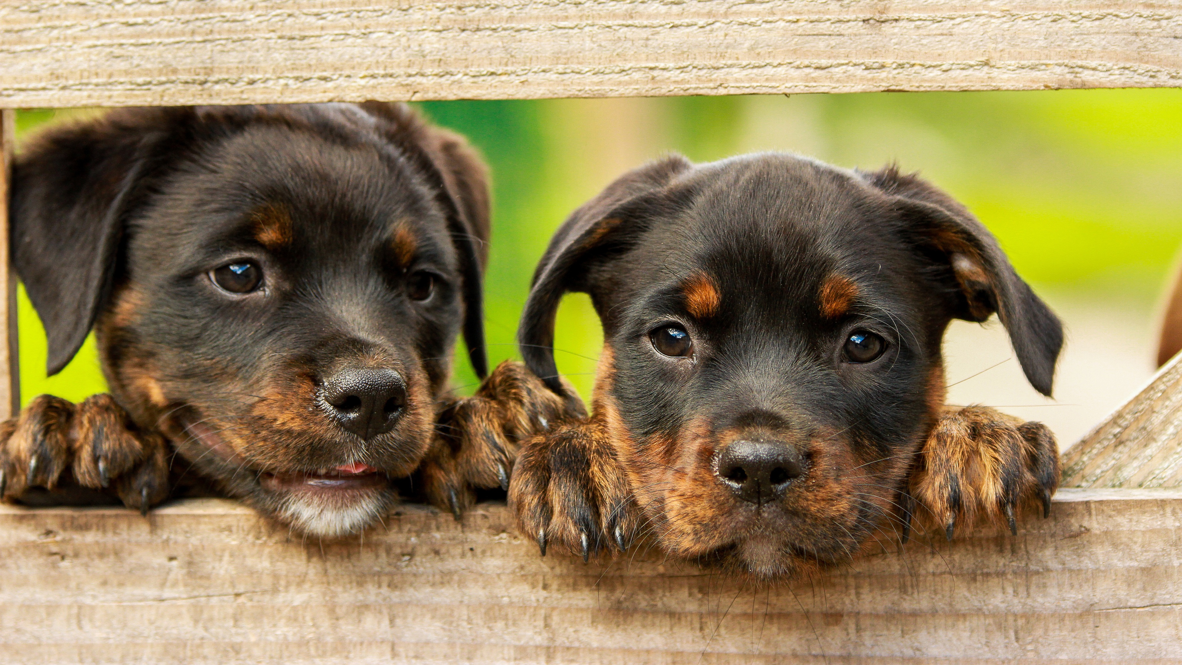 Laden Sie das Tiere, Hunde, Hund, Welpen, Rottweiler, Tierbaby-Bild kostenlos auf Ihren PC-Desktop herunter
