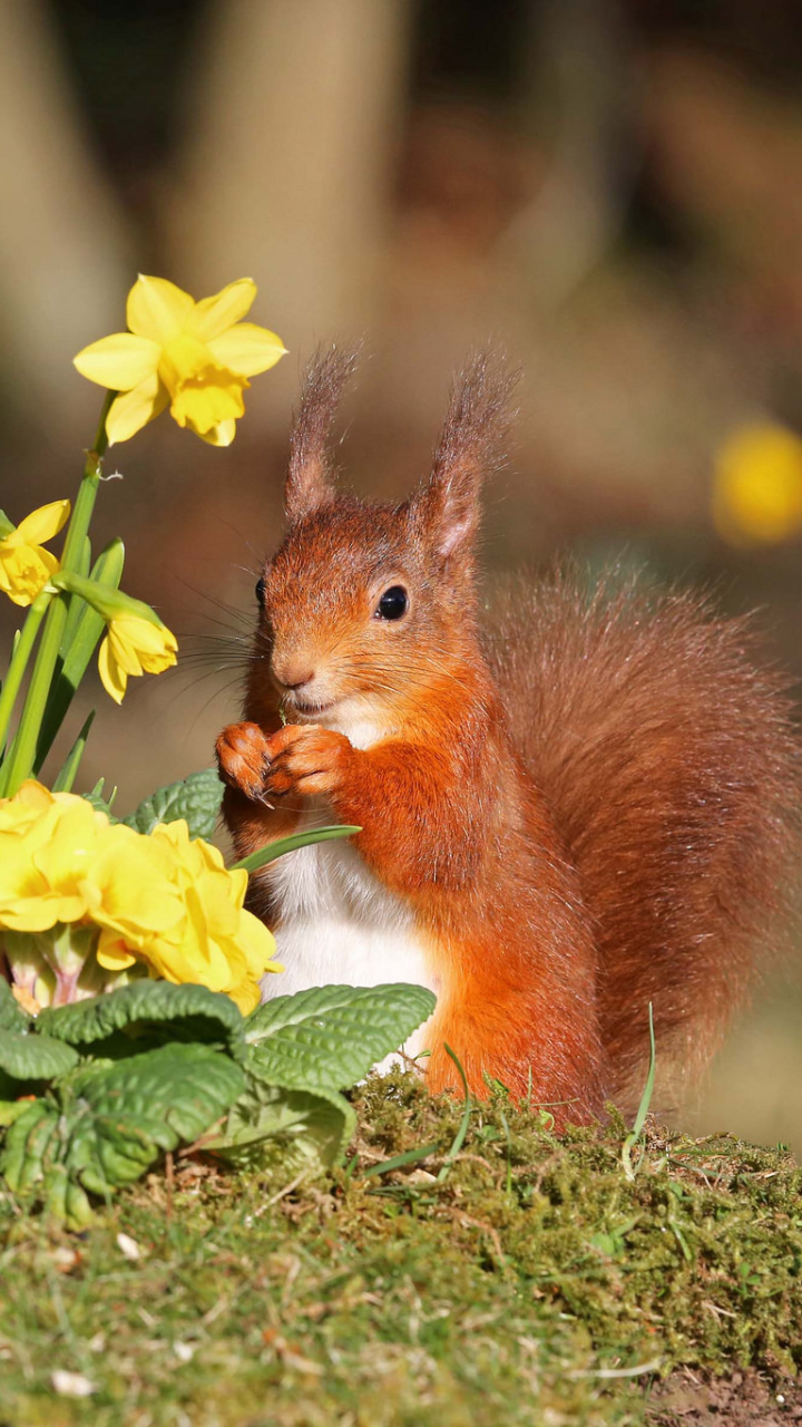 Download mobile wallpaper Squirrel, Flower, Animal, Rodent, Yellow Flower, Daffodil, Depth Of Field for free.