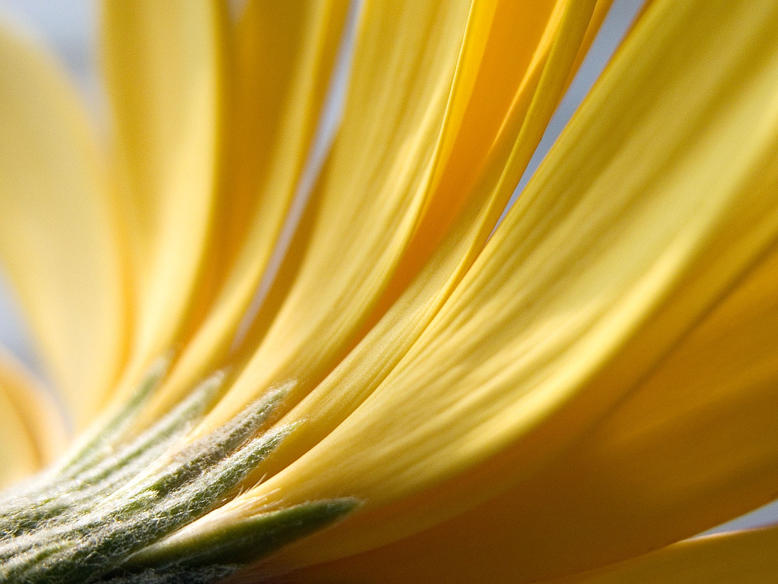 Téléchargez gratuitement l'image Fleurs, Fleur, Terre/nature sur le bureau de votre PC