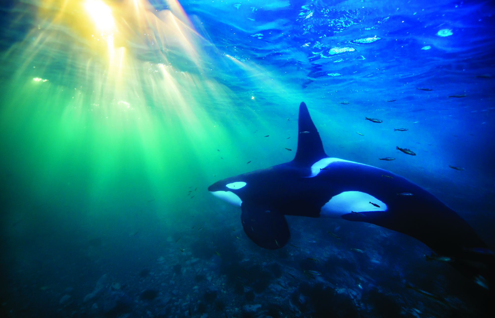 1010712 Hintergrundbild herunterladen tiere, orca, killerwal, unterwasser - Bildschirmschoner und Bilder kostenlos