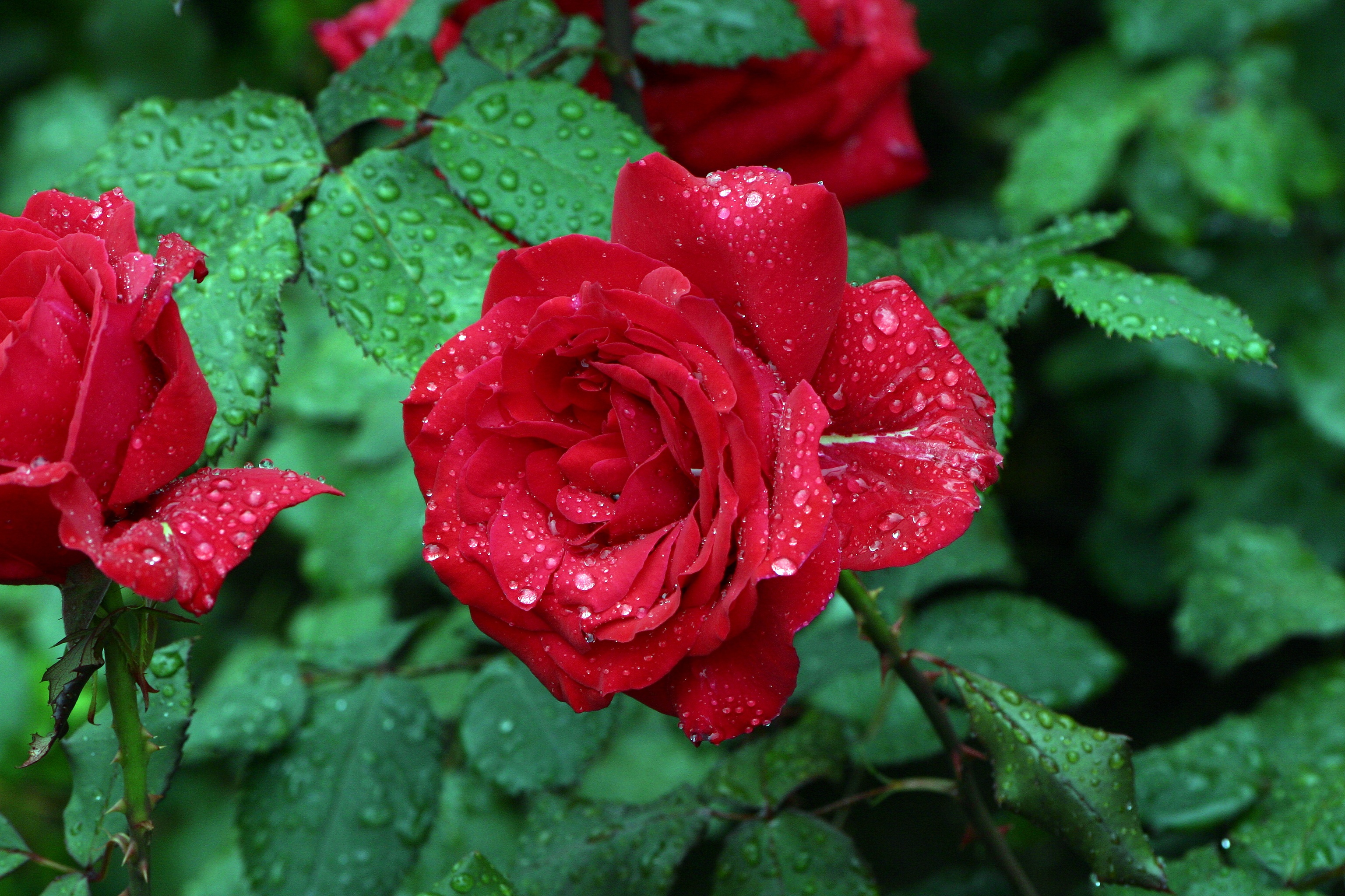 Скачати мобільні шпалери Квітка, Роза, Земля, Червона Троянда, Червона Квітка, Крапля Води, Флауерзи безкоштовно.