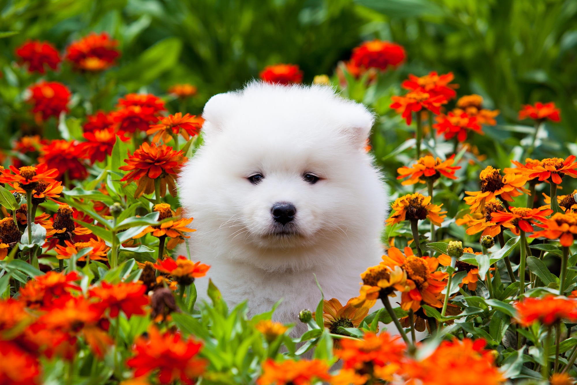 Download mobile wallpaper Dogs, Flower, Dog, Animal, Puppy, Marigold, Samoyed, Baby Animal, Orange Flower for free.