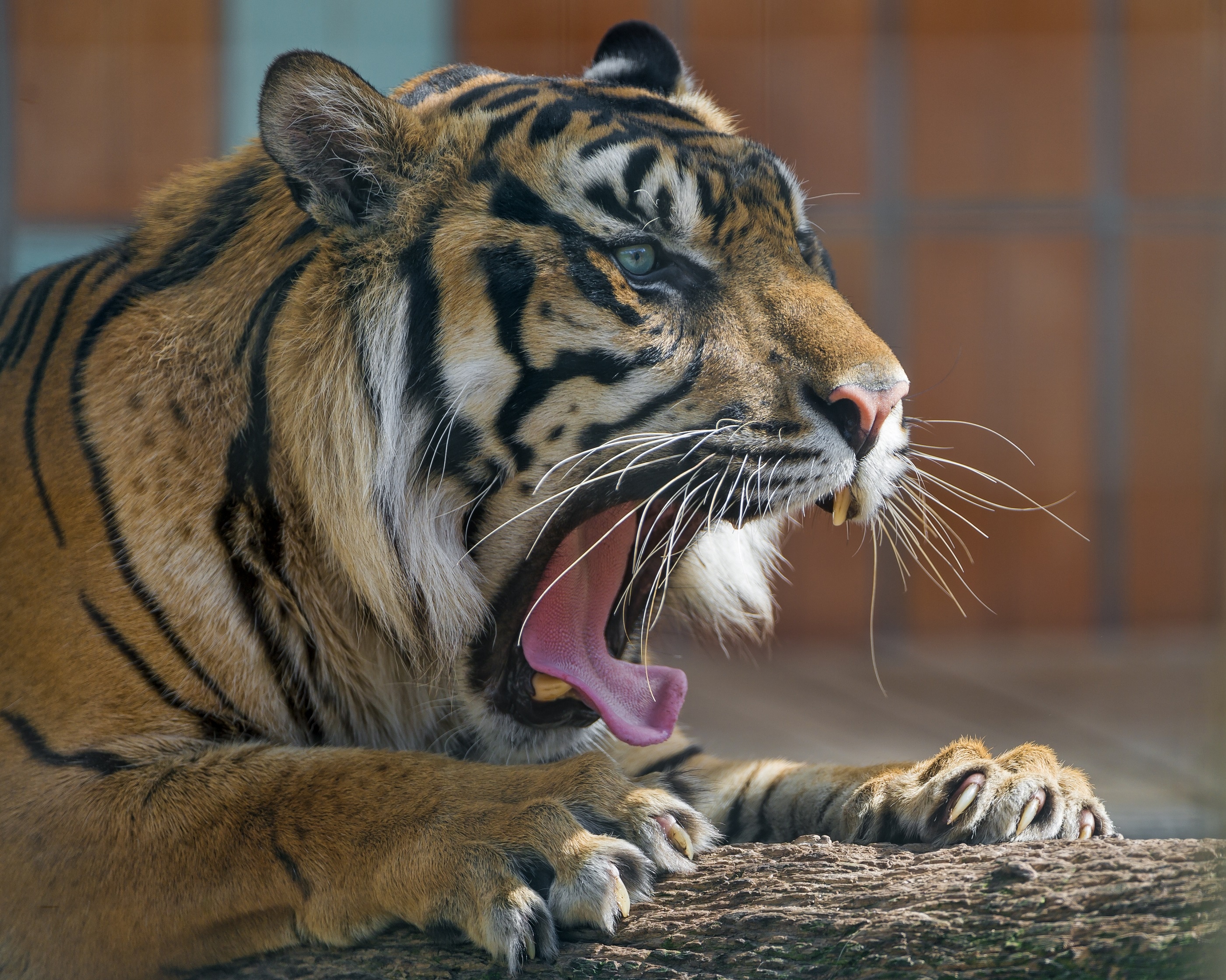 animals, aggression, predator, tiger, to fall, mouth, to yawn, yawn