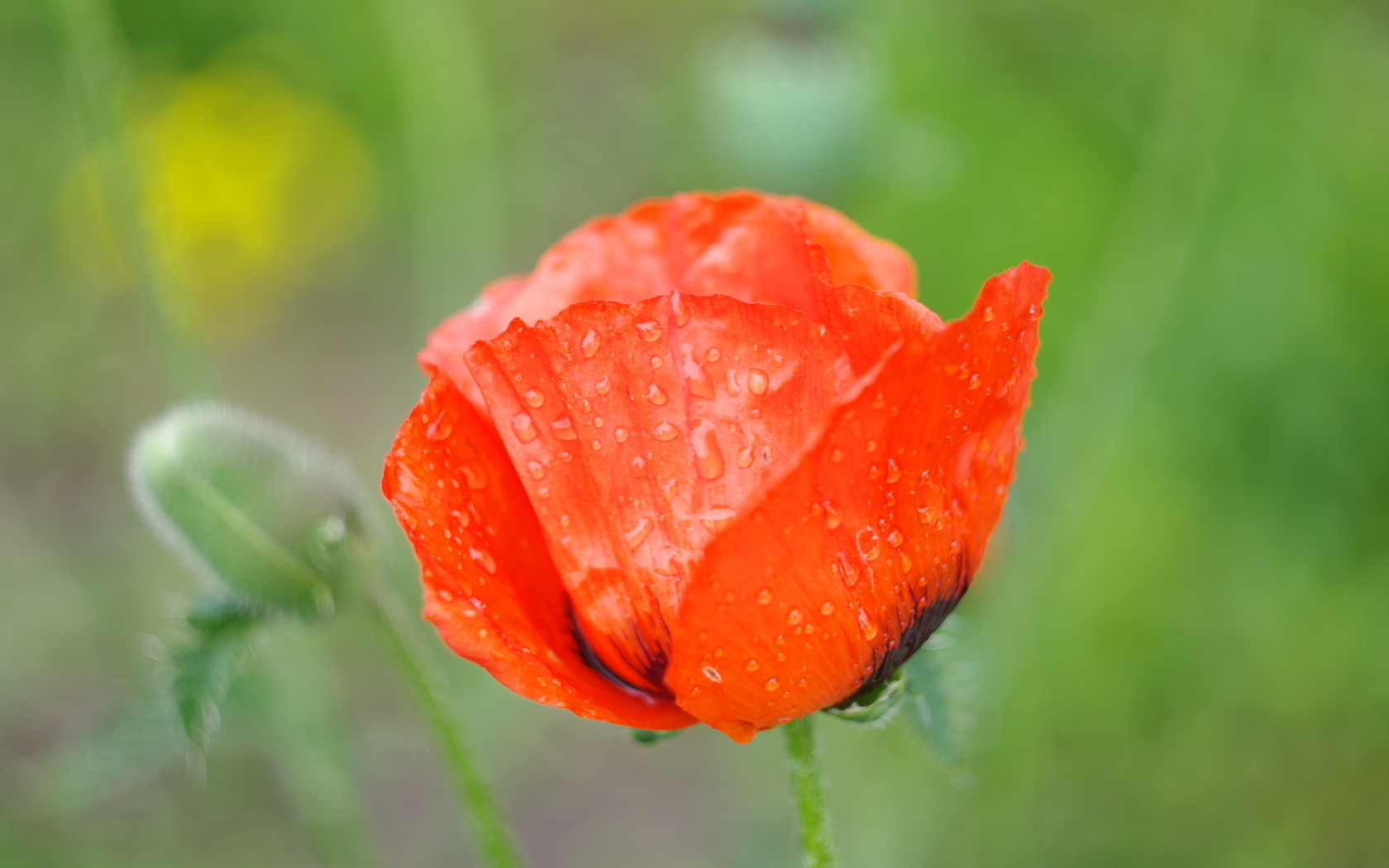 Handy-Wallpaper Blumen, Mohn, Erde/natur kostenlos herunterladen.