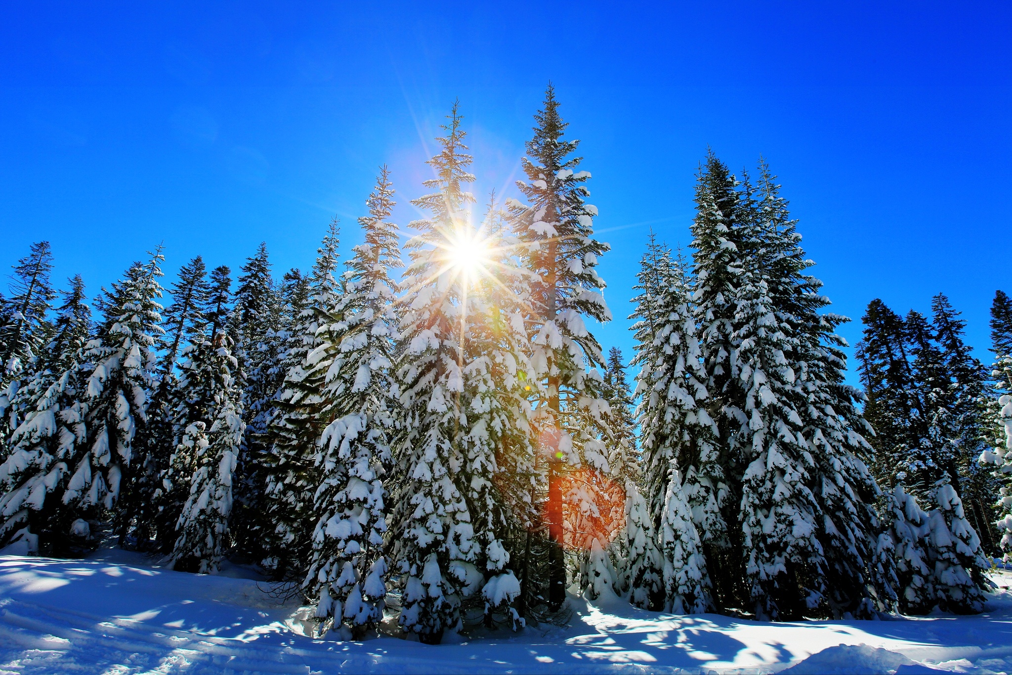Скачать обои бесплатно Зима, Снег, Лес, Дерево, Солнечный Луч, Земля/природа картинка на рабочий стол ПК