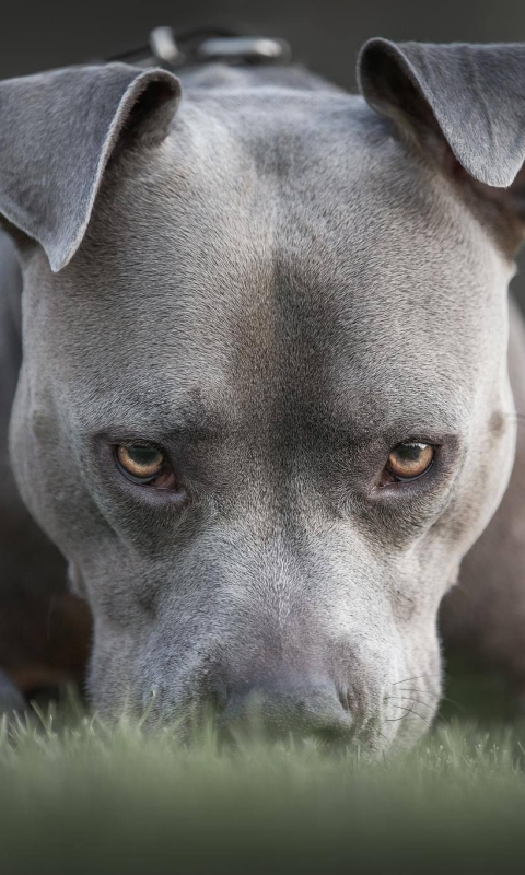 Download mobile wallpaper Dogs, Dog, Animal, Stare, American Pit Bull Terrier for free.