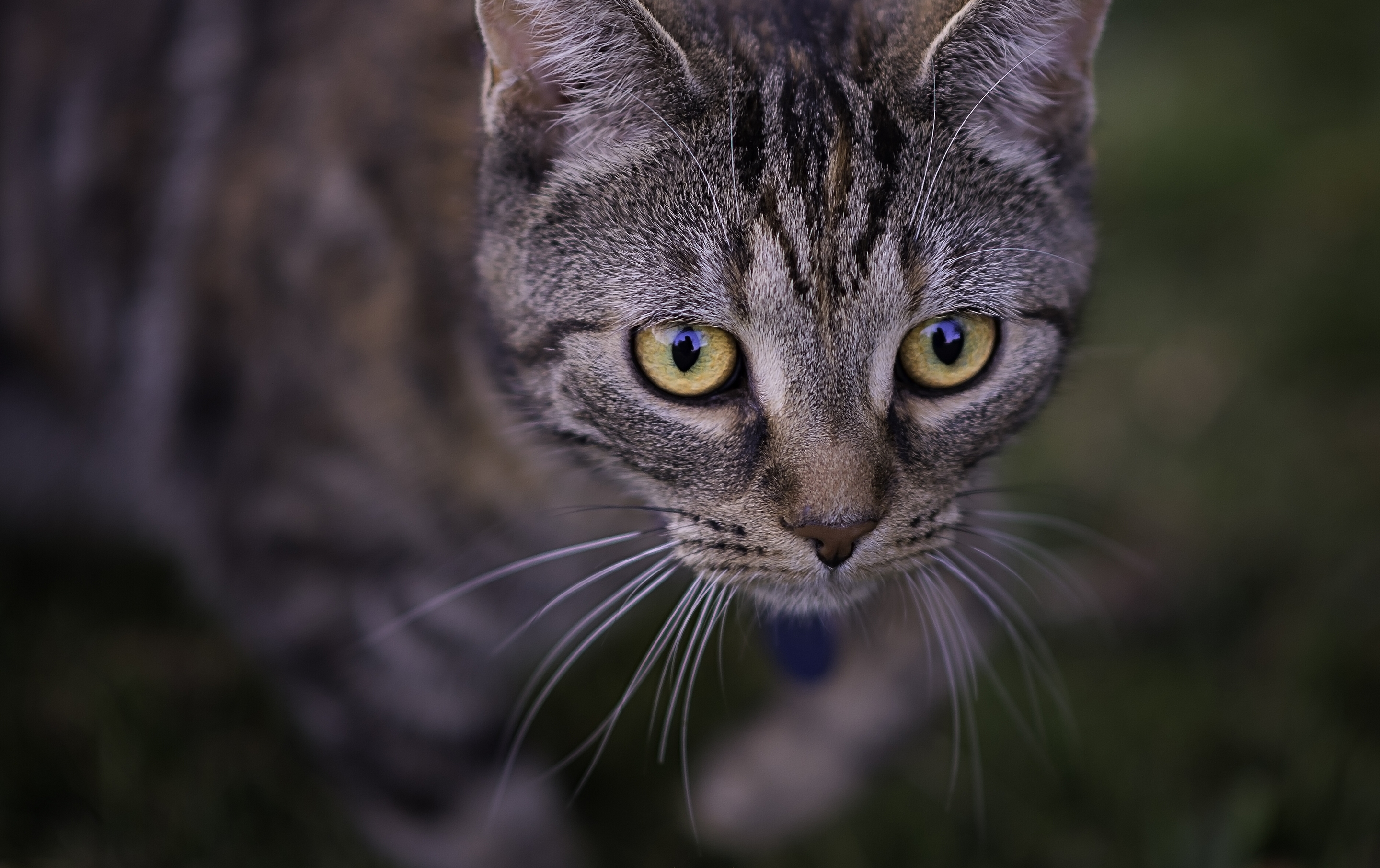 Handy-Wallpaper Tiere, Katzen, Katze, Schnauze kostenlos herunterladen.